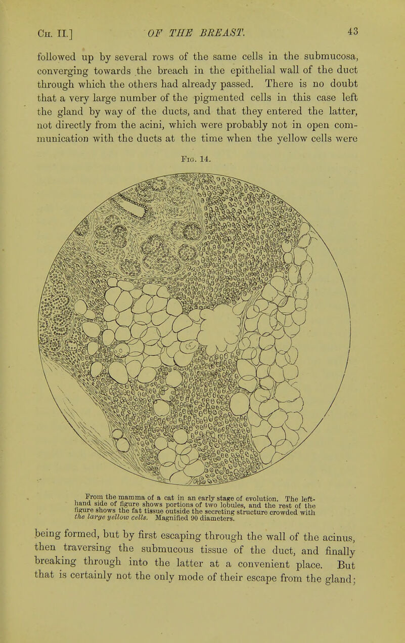 followed up by several rows of the same cells in the submucosa, converging towards the breach in the epithelial wall of the duct through which the others had already passed. There is no doubt that a very large number of the pigmented cells in this case left the gland by way of the ducts, and that they entered the latter, not directly from the acini, which were probably not in open com- munication with the ducts at the time when the yellow cells were Fig. 14. Prom the mamma of a cat in an early stage of evolution. The left- hand side of figure shows portions of two lobules, and the rest of the hgure shows the fat tissue outside the secreting structure crowded with the large yellow cells. Magnified 90 diameters. being formed, but by first escaping through the wall of the acinus, then traversing the submucous tissue of the duct, and finally breaking through into the latter at a convenient place. But that is certainly not the only mode of their escape from the gland;