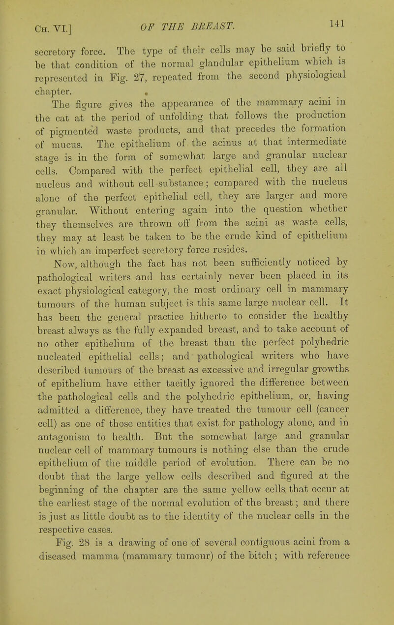 secretory force. The type of their cells may be said briefly to be that condition of the normal glandular epithelium which is represented in Fig. 27, repeated from the second physiological chapter. , The figure gives the appearance of the mammary acini in the cat at the period of unfolding that follows the production of pigmented waste products, and that precedes the formation of mucus. The epithelium of the acinus at that intermediate stage is in the form of somewhat large and granular nuclear cells. Compared with the perfect epithelial cell, they are all nucleus and without cell-substance; compared with the nucleus alone of the perfect epithelial cell, they are larger and more granular. Without entering again into the question whether they themselves are thrown off from the acini as waste cells, they may at least be taken to be the crude kind of epithelium in which an imperfect secretory force resides. Now, although the fact has not been sufficiently noticed by pathological writers and has certainly never been placed in its exact physiological category, the most ordinary cell in mammary tumours of the human subject is this same large nuclear cell. It has been the general practice hitherto to consider the healthy breast always as the fully expanded breast, and to take account of no other epithelium of the breast than the perfect polyhedric nucleated epithelial cells; and pathological writers who have described tumours of the breast as excessive and irregular growths of epithelium have either tacitly ignored the difference between the pathological cells and the polyhedric epithelium, or, having admitted a difference, they have treated the tumour cell (cancer cell) as one of those entities that exist for pathology alone, and in antagonism to health. But the somewhat large and granular nuclear cell of mammary tumours is nothing else than the crude epithelium of the middle period of evolution. There can be no doubt that the large yellow cells described and figured at the beginning of the chapter are the same yellow cells that occur at the earliest stage of the normal evolution of the breast; and there is just as little doubt as to the identity of the nuclear cells in the respective cases. Fig. 28 is a drawing of one of several contiguous acini from a diseased mamma (mammary tumour) of the bitch ; with reference