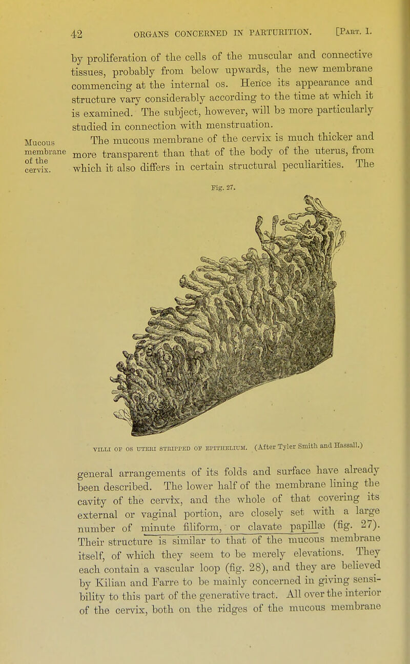 by proliferation of the cells of the muscular and connective tissues, probably from below upwards, the new membrane commencing at the internal os. Hence its appearance and structure vary considerably according to the time at which it is examined. The subject, however, will be more particularly studied in connection with menstruation. Mucous The mucous membrane of the cervix is much thicker and membrane jQorg transparent than that of the body of the uterus, from cervix. which it also differs in certain structural peculiarities. The Pig. 27. villi of os uteri stripped op epitheliuh. (After Tyler Smith and Hassall.) general arrangements of its folds and surface have already been described. The lower half of the membrane lining the cavity of the cervix, and the whole of that covering its external or vaginal portion, are closely set with a large number of minute filiform, or clavate papilla; (fig. 27). Their structure is similar to that of the mucous membrane itself, of which they seem to be merely elevations. They each contain a vascular loop (fig. 28), and they are believed by Kilian and Farre to be mainly concerned in giving sensi- bility to this part of the generative tract. All over the interior of the cervix, both on the ridges of the mucous membrane