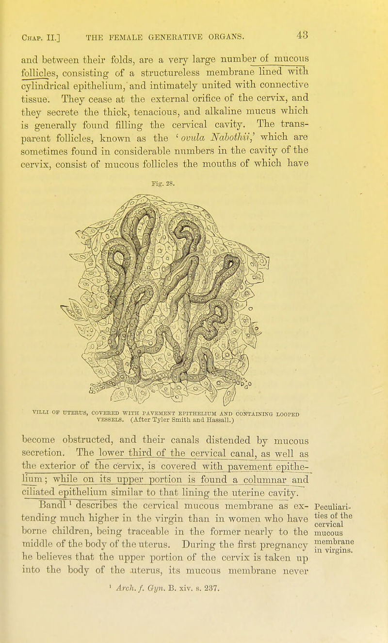 and between their folds, are a very large number of mucous follicles, consisting of a structureless membrane lined with cylindrical epithelium,'and intimately united with connective tissue. They cease at the external orifice of the cervix, and they secrete the thick, tenacious, and alkaline mucus which is generally found filling the cervical cavity. The trans- parent follicles, known as the ' ovula Nabothii,' which are sometimes found in considerable numbers in the cavity of the cervix, consist of mucous follicles the mouths of which have Fig. 28. VILLI OF UTERUS, COVERED WITH PAVEMENT EPITHELIUM AND CONTAINING LOOPED vessels. (Alter Tyler Smith and Hassall.) become obstructed, and their canals distended by mucous secretion. The jower third_of the cervical camd^aswell as the exterior of the cervix, is covered with payjmieiit epithe- lium ; while on its upper portion is found a columnar and ciliated epithelium similar to that lining the uterine cavity. Bandl1 describes the cervical mucous membrane as ex- Peculiari- tending much higher in the virgin than in women who have ^^g^16 borne children, being traceable in the former nearly to the mucous middle of the body of the uterus. During the first pregnancy meml)™ne , , ., \ ° 1 ° J in virgins, he believes that the upper portion of the cervix is taken up into the body of the .uterus, its mucous membrane never 1 Arch./. Clyn. B. xiv. s. 237.