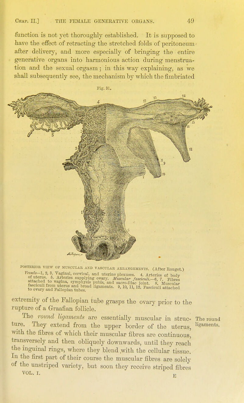 function is not yet thoroughly established. It is supposed to have the effect of retracting the stretched folds of peritoneum after delivery, and more especially of bringing the entire generative organs into harmonious action during menstrua- tion and the sexual orgasm; in this way explaining, as we shall subsequently see, the mechanism by which the fimbriated 14 m s POSTERIOR VIEW OF MUSCULAR AND VASCULAR ARRANGEMENTS. (After Roilget.) Vessels—1, 2, 3. Vaginal, cervical, and uterine plexuses. 4. Arteries of bodv •t™,5' Arteries supplying ovary. Muscular fasciculi.—6, 7. Fibres attached to vagina, symphysis pubis, and sacro-iliac joint. 8. Muscular SSKr1 MSL'ligaments- 9' 10>n-ll ^^uuSd extremity of the Fallopian tube grasps the ovary prior to the rupture of a Graafian follicle. The round ligaments are essentially muscular in struc- ture. They extend from the upper border of the uterus, with the fibres of which their muscular fibres are continuous, transversely and then obliquely downwards, until they reach the inguinal rings, where they blend .with the cellular tissue. In the first part of their course the muscular fibres are solely of the unstriped variety, but soon they receive striped fibres vol. r. 7 The round ligaments.