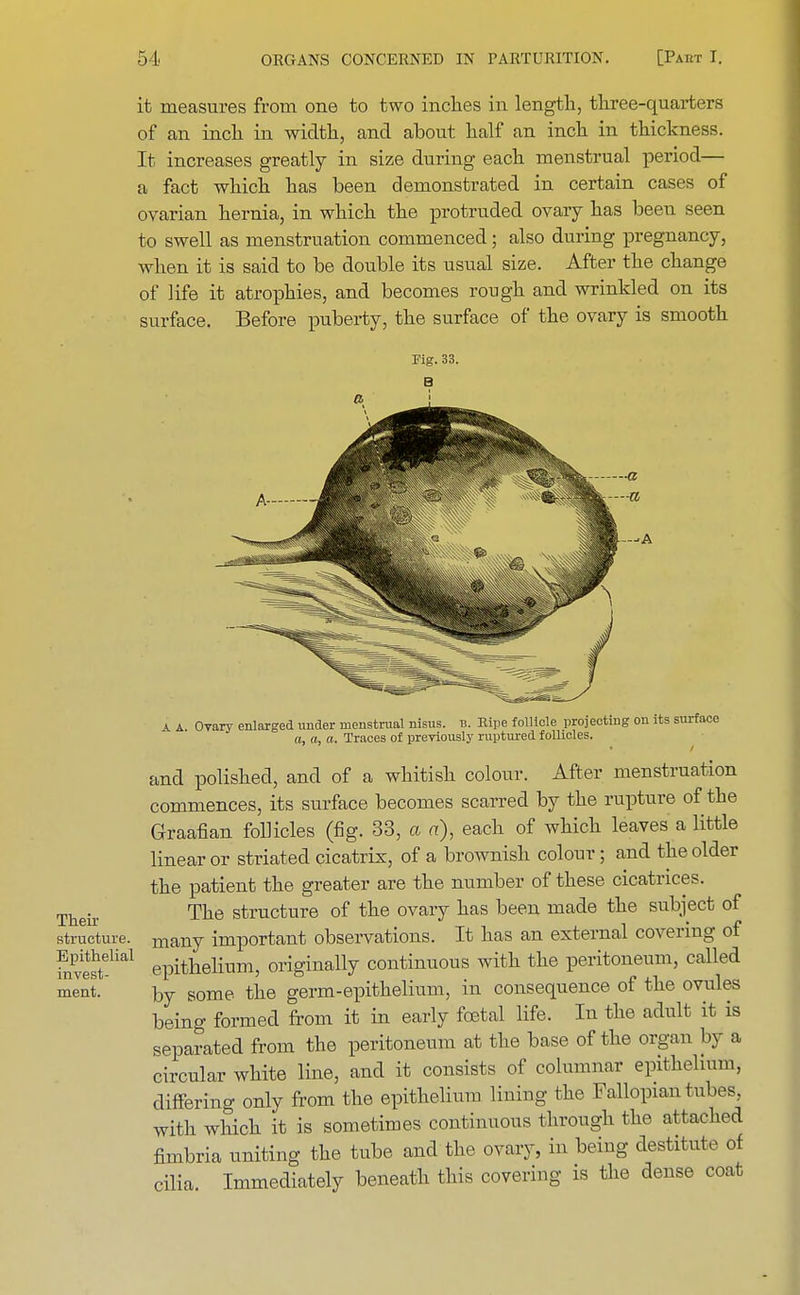 it measures from one to two inches in length, three-quarters of an inch in width, and about half an inch in thickness. It increases greatly in size during each menstrual period— a fact which has been demonstrated in certain cases of ovarian hernia, in which the protruded ovary has been seen to swell as menstruation commenced; also during pregnancy, when it is said to be double its usual size. After the change of life it atrophies, and becomes rough and wrinkled on its surface. Before puberty, the surface of the ovary is smooth Their structure. Epithelial invest- ment. -A a a. Ovary enlarged under menstrual nisus. b. Eipe follicle projecting on its surface a, a, a. Traces of previously ruptured follicles. and polished, and of a whitish colour. After menstruation commences, its surface becomes scarred by the rupture of the Graafian follicles (fig. 33, a a), each of which leaves a little linear or striated cicatrix, of a brownish colour; and the older the patient the greater are the number of these cicatrices. The structure of the ovary has been made the subject of many important observations. It has an external covering of epithelium, originally continuous with the peritoneum, called by some the germ-epithelium, in consequence of the ovules being formed from it in early foetal life. In the adult it is separated from the peritoneum at the base of the organ by a circular white line, and it consists of columnar epithelium, differing only from the epithelium lining the Fallopian tubes, with which it is sometimes continuous through the attached fimbria uniting the tube and the ovary, in being destitute of cilia Immediately beneath this covering is the dense coat