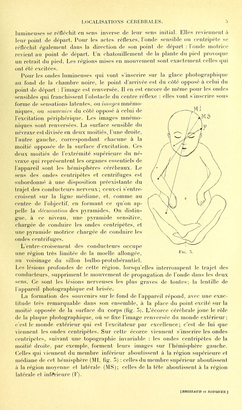 lumineuses se réfléchit en sens inverse de leur sens initial. Elles reviennent à leur point de départ. Pour les actes réflexes, Tonde sensible ou centripète se réfléchit également dans la direction de son point de départ : Tonde motrice revient au point de départ. Un chatouillement delà plante du pied provoque un retrait du pied. Les régions mises en mouvement sont exactement celles qui ont été excitées. Pour les ondes lumineuses qui vont s'inscrire sur la glace photographique au fond de la chambre noire, le point d'arrivée est du côté opposé à celui du point de départ : l'image est renversée. Il en est encore de même pour les ondes sensibles qui franchissent l'obstacle du centre réflexe : elles vont s'inscrire sous forme de sensations latentes, ou images mnémo- niques, ou souvenir!^ du côté opposé à celui de l'excitation périphérique. Les images mnémo- niques sont renversées. La surface sensible du névraxe est divisée en deux moitiés. Tune droite, l'autre gauche, correspondant chacune à la moitié opposée de la surface d'excitation. Ces deux moitiés de l'extrémité supérieure du né- vraxe qui représentent les organes essentiels de l'appareil sont les hémisphères cérébraux. Le sens des ondes centripètes et centrifuges est subordonné à une disposition préexistante du trajet des conducteurs nerveux; ceux-ci s'entre- croisent sur la ligne médiane, et, comme au centre de l'objectif, en formant ce qu'on ap- pelle la (lécusmtion des pyramides. On distin- gue, à ce niveavi, une pyramide sensitivc, chargée de conduire les ondes centripètes, et une pyramide motrice chargée de conduire les ondes centrifuges. L'entre-croisement des conducteurs occupe une région très limitée de la moelle allongée, au voisinage du sillon bulbo-protubérantiel. Les lésions profondes de cette région, lorsqu'elles interrompent le trajet des conducteurs, suppriment le mouvement de propagation de Tonde dans les deux sens. Ce sont les lésions nerveuses les plus graves de toutes; la lentille de l'appareil photographique est brisée. La formation des souvenirs sur le fond de l'appareil répond, avec une exac- titude très remarquable dans son ensemble, à la place du point excité sur la moitié opposée de la surface du corps (fig. .1). L'écorce cérébrale joue le rôle de la plaque photographique, où se fixe l'image renversée du monde extérieur; c'est le monde extérieur qui est l'excitateur par excellence; c'est de lui que viennent les ondes centripètes. Sur cette écorce viennent s'inscrire les ondes centripètes, suivant une topographie invariable : les ondes centripètes de la moitié droite, par exemple, forment leurs images sur l'hémisphère gauche. Celles qui viennent du membre inférieur aboutissent à la région supérieure et médiane de cet hémisphère (MI, fig. ,)) : celles du membre supérieur aboutissent à la région moyenne et latérale (MS); celles de la tète aboutissent à la région latérale et infAt'ieure (F).