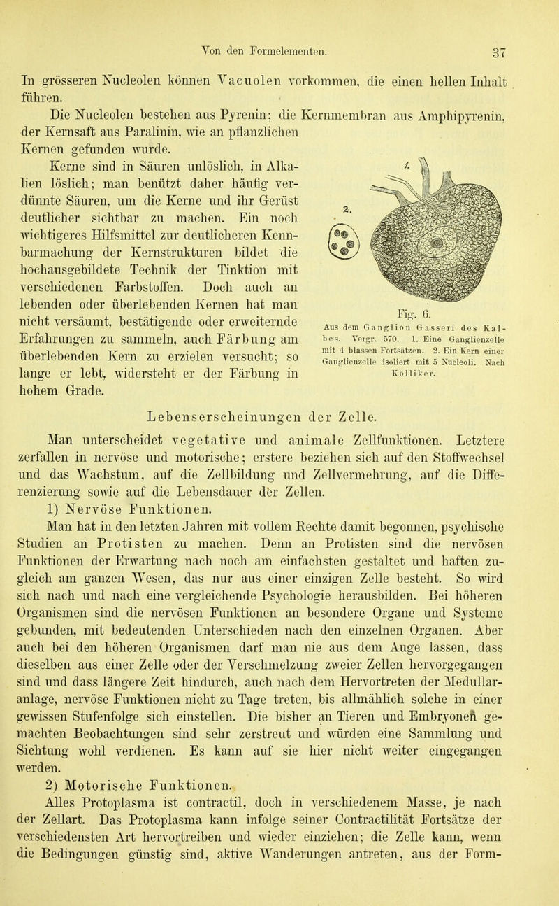 In grösseren Nucleolen können Vacuolen vorkommen, die einen hellen Inhalt führen. Die Nucleolen bestehen aus Pyrenin; die Kernmembran aus Amphipjrenin, der Kernsaft aus Paralinin, wie an pflanzlichen Kernen gefunden wurde. Kerne sind in Säuren unlösKch, in Alka- lien löslich; man benützt daher häufig ver- dünnte Säuren, um die Kerne und ihr Gerüst deutlicher sichtbar zu machen. Ein noch wichtigeres Hilfsmittel zur deutlicheren Kenn- barmachung der Kernstrukturen bildet die hochausgebildete Technik der Tinktion mit verschiedenen Farbstoffen. Doch auch an lebenden oder überlebenden Kernen hat man nicht versäumt, bestätigende oder erweiternde Erfahrungen zu sammeln, auch Färbung am überlebenden Kern zu erzielen versucht; so lange er lebt, widersteht er der Färbung in hohem Grade. Fig. 6. Aus dem Ganglion Gasseri des Kal- bes. Vergr. 570. 1. Eine Ganglienzelle mit 4 blassen Fortsätzen. 2. Ein Kern einer Ganglienzelle isoliert mit 5 Nucleoli. Nach Kölliker. Lebenserscheinungen der Zelle. Man unterscheidet vegetative und animale Zellfunktionen. Letztere zerfallen in nervöse und motorische; erstere beziehen sich auf den Stoffwechsel und das Wachstum, auf die Zellbildung und Zellvermehrung, auf die Diffe- renzierung sowie auf die Lebensdauer dfer Zellen. 1) Nervöse Funktionen. Man hat in den letzten Jahren mit vollem Eechte damit begonnen, psychische Studien an Protisten zu machen. Denn an Protisten sind die nervösen Funktionen der Erwartung nach noch am einfachsten gestaltet und haften zu- gleich am ganzen Wesen, das nur aus einer einzigen Zelle besteht. So wird sich nach und nach eine vergleichende Psychologie herausbilden. Bei höheren Organismen sind die nervösen Funktionen an besondere Organe und Systeme gebunden, mit bedeutenden Unterschieden nach den einzelnen Organen. Aber auch bei den höheren Organismen darf man nie aus dem Auge lassen, dass dieselben aus einer Zelle oder der Verschmelzung zweier Zellen hervorgegangen sind und dass längere Zeit hindurch, auch nach dem Hervortreten der Medullar- anlage, nervöse Funktionen nicht zu Tage treten, bis allmähhch solche in einer gewissen Stufenfolge sich einstellen. Die bisher an Tieren und Embryoneft ge- machten Beobachtungen sind sehr zerstreut und würden eine Sammlung und Sichtung wohl verdienen. Es kann auf sie hier nicht weiter eingegangen werden. 2) Motorische Funktionen. Alles Protoplasma ist contractu, doch in verschiedenem- Masse, je nach der Zellart. Das Protoplasma kann infolge seiner Contractilität Fortsätze der verschiedensten Art hervortreiben und wieder einziehen; die Zelle kann, wenn die Bedingungen günstig sind, aktive Wanderungen antreten, aus der Form-