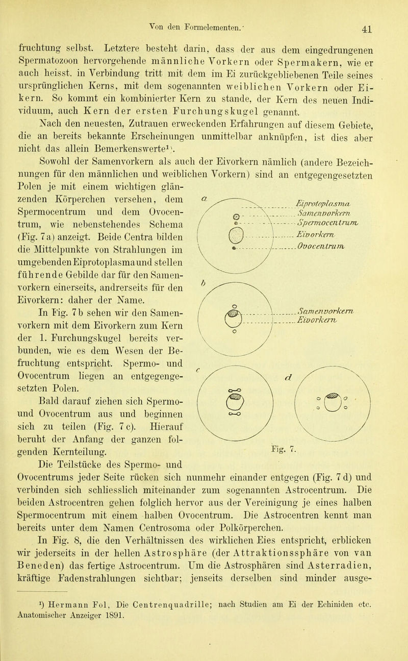 fruchtung selbst. Letztere besteht darin, dass der aus dem eingedrungenen Spermatozoon hervorgehende männliche Vorkern oder Spermakern, wie er auch heisst. in Verbindung tritt mit dem im Ei zurückgebliebenen Teile seines ursprünglichen Kerns, mit dem sogenannten weiblichen Vorkern oder Ei- kern. So kommt ein kombinierter Kern zu stände, der Kern des neuen Indi- viduum, auch Kern der ersten Eurchungskugel genannt. Nach den neuesten, Zutrauen erweckenden Erfahrungen auf diesem Grebiete, die an bereits bekannte Erscheinungen unmittelbar anknüpfen, ist dies aber nicht das allein Bemerkenswerte^S Sowohl der Samenvorkern als auch der Eivorkern nämlich (andere Bezeich- nungen für den männlichen und weiblichen Vorkern) sind an entgegengesetzten Polen je mit einem wichtigen glän- zenden Körperchen versehen, dem Spermocentrum und dem Ovocen- trum, wie nebenstehendes Schema (Fig. 7 a) anzeigt. Beide Centra bilden die Mittelpunkte von Strahlungen im umgebenden Eiprotoplasmaund stellen führende Gebilde dar für den Samen- vorkern einerseits, andrerseits für den Eivorkern: daher der Name. In I'ig. 7 b sehen wir den Samen- vorkern mit dem Eivorkern zum Kern der 1. Eurchungskugel bereits ver- bunden, wie es dem Wesen der Be- fruchtung entspricht. Spermo- und Ovocentrum liegen an entgegenge- setzten Polen. Bald darauf ziehen sich Spermo- und Ovocentrum aus und beginnen sich zu teilen (Fig. 7 c). Hierauf beruht der Anfang der ganzen fol- genden Kernteilung. Die Teilstücke des Spermo- und Ovocentrums jeder Seite rücken sich nunmehr einander entgegen (Fig. 7 d) und verbinden sich schliesslich miteinander zum sogenannten Astrocentrum. Die beiden Astrocentren gehen folglich hervor aus der Vereinigung je eines halben Spermocentrum mit einem halben Ovocentrum. Die Astrocentren kennt man bereits unter dem Namen Centrosoma oder Polkörperchen. In Fig. 8, die den Verhältnissen des wirklichen Eies entspricht, erblicken wir jederseits in der hellen AstroSphäre (der Attraktionssphäre von van Beneden) das fertige Astrocentrum. Um die Astrosphären sind Asterradien, kräftige Fadenstrahlungen sichtbar; jenseits derselben sind minder ausge- ^) Hermann Fol, Die Centrenquadrille; nach Studien am Ei der Echiniden etc. Anatomischer Anzeiger 1891. Fig. 7.