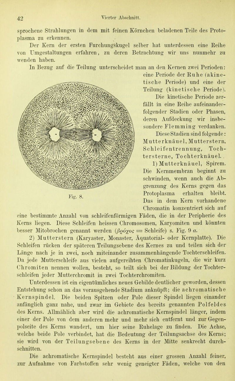 sprocheiie Strahlungen in dem mit feinen Körnchen beladenen Teile des Proto- plasma zu erkennen. Der Kern der ersten FurchungSkugel selber hat unterdessen eine Reihe von Umgestaltungen erfahren, zu deren Betrachtung wir uns nunmehr zu wenden haben. In Bezug auf die Teilung unterscheidet man an den Kernen zwei Perioden: eine Periode der Ruhe (akine- tische Periode) und eine der Teilung (kinetische Periode). Die kinetische Periode zer- fällt in eine Reihe aufeinander- folgender Stadien oder Phasen, deren Aufdeckung wir insbe- sondere Flemming verdanken. Diese Stadien sind folgende r Mutterknäuel, Mutterstern, Schleifentrennung, Toch- tersterne, Tochterknäuel. 1) Mutterknäuel, Spirem, Die Kernmembran beginnt zu schwinden, wenn auch die Ab- grenzung, des Kerns gegen das Protoplasma erhalten bleibt. Das in dem Kern vorhandene Chromatin konzentriert sich auf eine bestimmte Anzahl von schleifenförmigen Fäden, die in der Peripherie des Kerns liegen. Diese Schleifen heissen Chromosomen, Karyomiten und könnten besser Mitobrochen genannt werden (ßgo^og = Schleife) s. Fig. 9 a. 2) Mutterstern (Karyaster, Monaster, Äquatorial- oder Kernplatte). Die Schleifen rücken der späteren Teilungsebene des Kern es zu und teilen sich der Länge nach je in zwei, noch miteinander zusammenhängende Tochterschleifen, Da jede Mutterschleife aus vielen aufgereihten Chromatinkugeln, die wir kurz Chromiten nennen wollen, besteht, so teilt sich bei der Bildung der Tochter- schleifen jeder Mutterchromit in zwei Tochter chromiten. Unterdessen ist ein eigentümliches neues Gebilde deutlicher geworden, dessen Entstehung schon an das vorausgehende Stadium anknüpft; die achromatische Kernspindel. Die beiden Spitzen oder Pole dieser Spindel liegen einander anfänglich ganz nahe, und zwar im (rebiete des bereits genannten Polfeldes des Kerns. Allmählich aber wird die achromatische Kernspindel länger, indem einer der Pole von dem anderen mehr und mehr sich entfernt und zur Gegen- polseite des Kerns wandert, um hier seine Ruhelage zu finden. Die Achse, welche beide Pole verbindet, hat die Bedeutung der Teilungsachse des Kerns; sie wird von der Teilungsebene des Kerns in der Mitte senkrecht durch- schnitten. Die achromatische Kernspindel besteht aus einer grossen Anzahl feiner, zur Aufnahme von Farbstoffen sehr wenig geneigter Fäden, welche von den