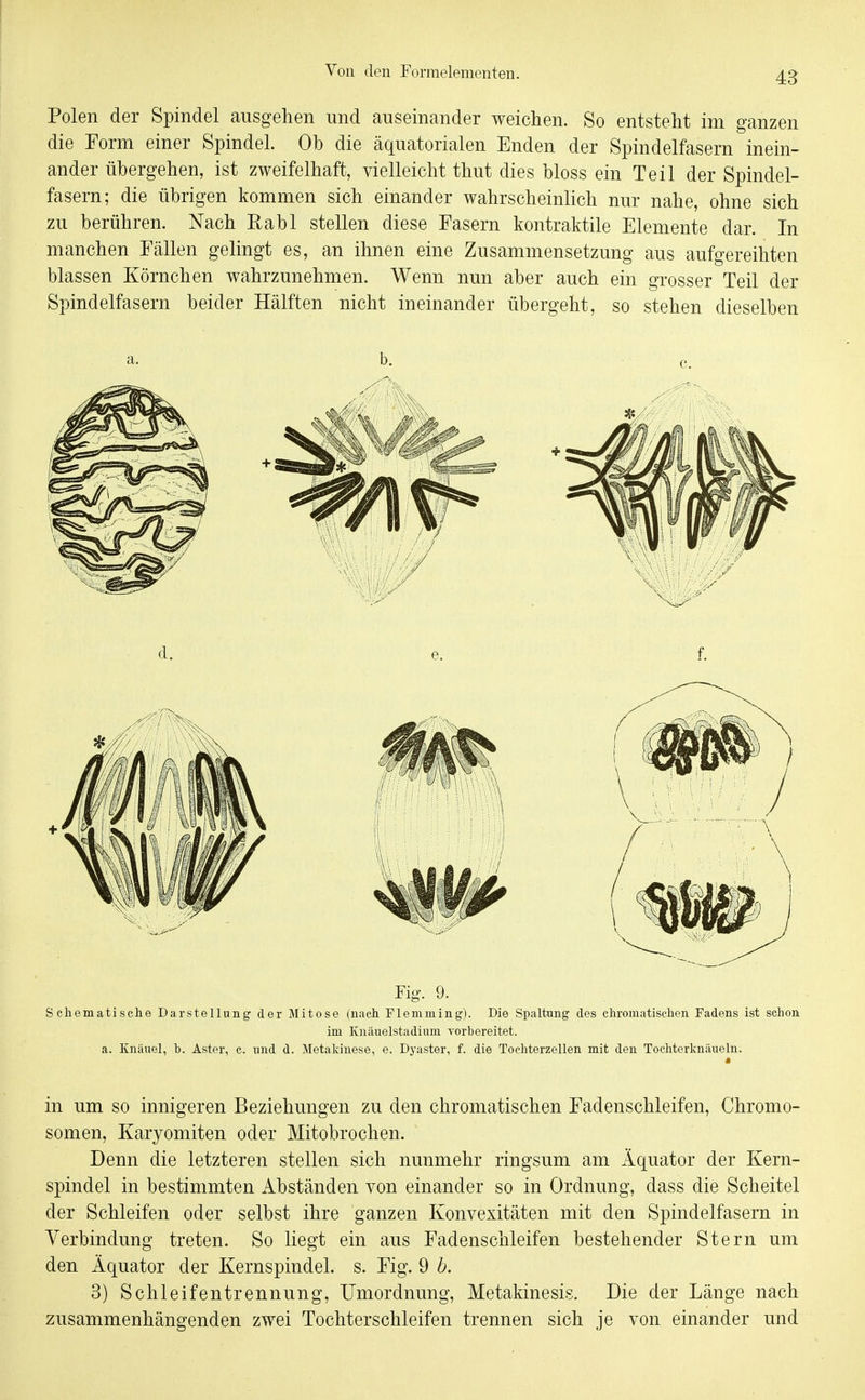 Polen der Spindel ausgehen und auseinander weichen. So entsteht im ganzen die Form einer Spindel. Ob die äquatorialen Enden der Spindelfasern inein- ander übergehen, ist zweifelhaft, vielleicht thut dies bloss ein Teil der Spindel- fasern; die übrigen kommen sich einander wahrscheinlich nur nahe, ohne sich zu berühren. Nach Rabl stellen diese Fasern kontraktile Elemente dar. In manchen Fällen gelingt es, an ihnen eine Zusammensetzung aus aufgereihten blassen Körnchen wahrzunehmen. Wenn nun aber auch ein grosser Teil der Spindelfasern beider Hälften nicht ineinander übergeht, so stehen dieselben a. b. Fig. 9. Schematische Darstellung der Mitose (nach Fleniming). Die Spaltung des chromatischen Fadens ist schon im Knäuelstadium vorbereitet, a. Knäuel, b. Aster, c. und d. Metakinese, e. Dyaster, f. die Tochterzellen mit den Tochterknäueln. in um so innigeren Beziehungen zu den chromatischen Fadenschleifen, Chromo- somen, Karyomiten oder Mitobrochen. Denn die letzteren stellen sich nunmehr ringsum am Äquator der Kern- spindel in bestimmten Abständen von einander so in Ordnung, dass die Scheitel der Schleifen oder selbst ihre ganzen Konvexitäten mit den Spindelfasern in Verbindung treten. So liegt ein aus Fadenschleifen bestehender Stern um den Äquator der Kernspindel, s. Fig. 9 b. 3) Schleifentrennung, Umordnung, Metakinesis. Die der Länge nach zusammenhängenden zwei Tochterschleifen trennen sich je von einander und