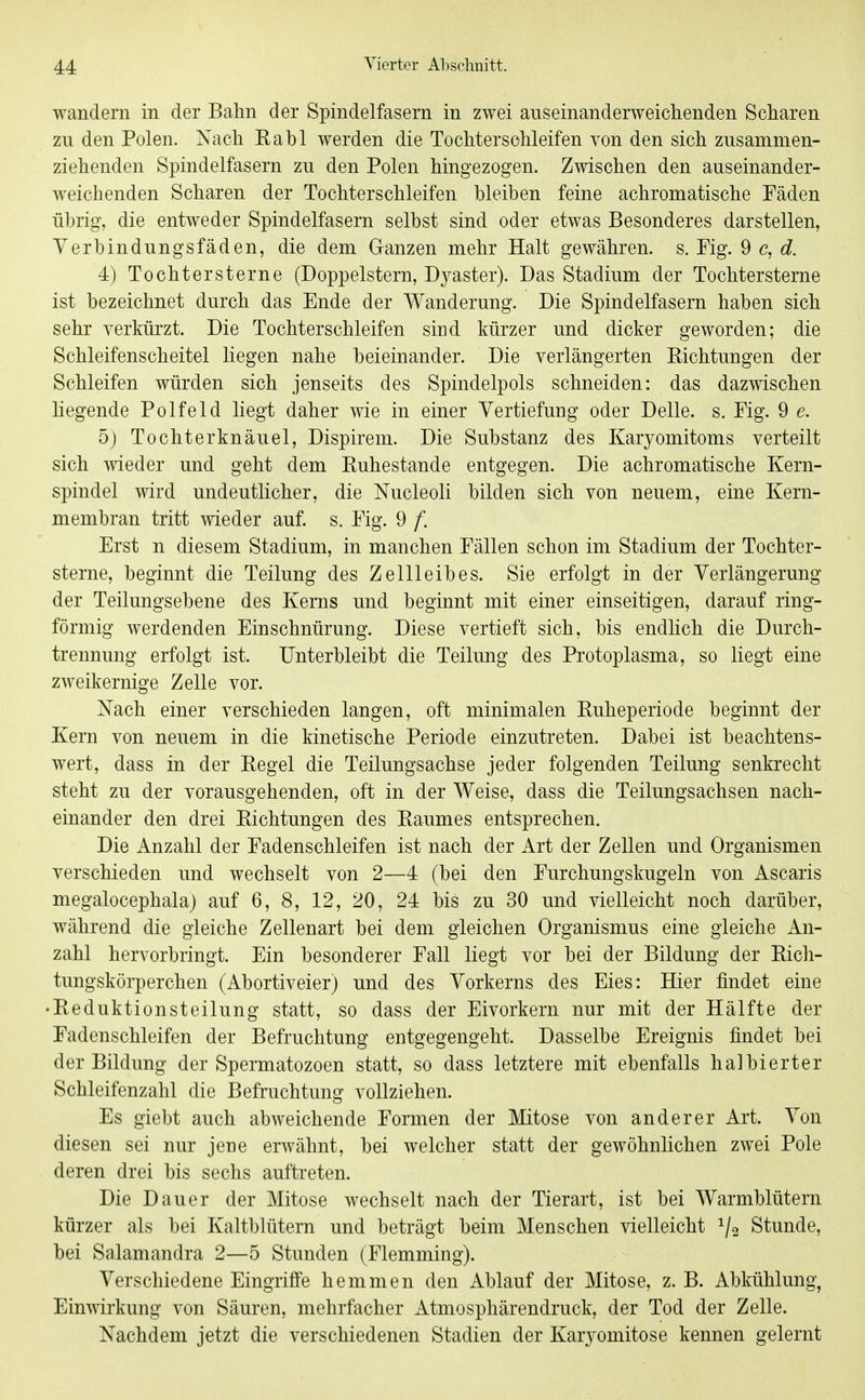 wandern in der Bahn der Spindelfasern in zwei auseinanderweichenden Scharen zu den Polen. Nach Rabl werden die Tochterschleifen von den sich zusammen- ziehenden Spindelfasern zu den Polen hingezogen. Zwischen den auseinander- weichenden Scharen der Tochterschleifen bleiben feine achromatische Fäden übrig, die entweder Spindelfasern selbst sind oder etwas Besonderes darstellen, Yerbindungsfäden, die dem Ganzen mehr Halt gewähren, s. Fig. 9 c, d 4) Tochtersterne (Doppelstern, Dyaster). Das Stadium der Tochtersterne ist bezeichnet durch das Ende der Wanderung. Die Spindelfasern haben sich sehr verkürzt. Die Tochterschleifen sind kürzer und dicker geworden; die Schleifenscheitel liegen nahe beieinander. Die verlängerten Eichtungen der Schleifen würden sich jenseits des Spindelpols schneiden: das dazwischen liegende Polfeld liegt daher wie in einer Vertiefung oder Delle, s. Fig. 9 e. 5) Tochterknäuel, Dispirem. Die Substanz des Karyomitoms verteilt sich wieder und geht dem Buhestande entgegen. Die achromatische Kern- spindel wird undeutlicher, die Nucleoli bilden sich von neuem, eine Kern- membran tritt wieder auf. s. Fig. 9 f. Erst n diesem Stadium, in manchen Fällen schon im Stadium der Tochter- sterne, beginnt die Teilung des Zellleibes. Sie erfolgt in der Verlängerung der Teilungsebene des Kerns und beginnt mit einer einseitigen, darauf ring- förmig werdenden Einschnürung. Diese vertieft sich, bis endlich die Durch- trennung erfolgt ist. Unterbleibt die Teilung des Protoplasma, so liegt eine zweikernige Zelle vor. Nach einer verschieden langen, oft minimalen Buheperiode beginnt der Kern von neuem in die kinetische Periode einzutreten. Dabei ist beachtens- wert, dass in der Begel die Teilungsachse jeder folgenden Teilung senkrecht steht zu der vorausgehenden, oft in der Weise, dass die Teilungsachsen nach- einander den drei Bichtungen des Baumes entsprechen. Die Anzahl der Fadenschleifen ist nach der Art der Zellen und Organismen verschieden und wechselt von 2—4 (bei den Furchungskugeln von Ascaris megalocephala) auf 6, 8, 12, 20, 24 bis zu 30 und vielleicht noch darüber, während die gleiche Zellenart bei dem gleichen Organismus eine gleiche An- zahl hervorbringt. Ein besonderer Fall liegt vor bei der Bildung der Bich- tungskörperchen (Abortiveier) und des Vorkerns des Eies: Hier findet eine •Eeduktionsteilung statt, so dass der Eivorkern nur mit der Hälfte der Fadenschleifen der Befruchtung entgegengeht. Dasselbe Ereignis findet bei der Bildung der Spermatozoon statt, so dass letztere mit ebenfalls halbierter Schleifenzahl die Befruchtung vollziehen. Es giebt auch abweichende Formen der Mitose von anderer Art. Von diesen sei nur jene erwähnt, bei welcher statt der gewöhnlichen zwei Pole deren drei bis sechs auftreten. Die Dauer der Mitose wechselt nach der Tierart, ist bei Warmblütern kürzer als bei Kaltblütern und beträgt beim Menschen vielleicht ^2 Stunde, bei Salamandra 2—5 Stunden (Flemming). Verschiedene Eingriffe hemmen den Ablauf der Mitose, z. B. Abkühlung, Einwirkung von Säuren, mehrfacher Atmosphärendruck, der Tod der Zelle. Nachdem jetzt die verschiedenen Stadien der Karyomitose kennen gelernt