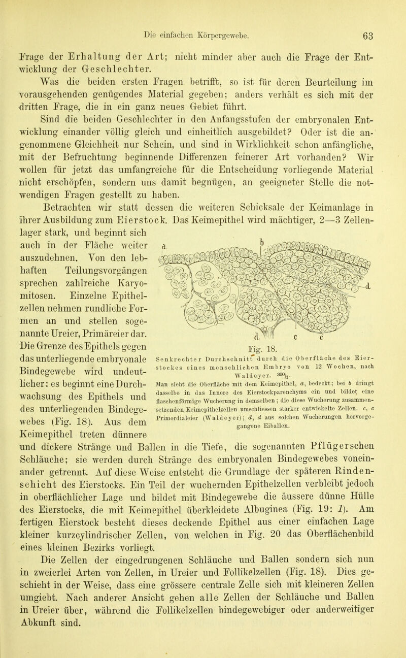 l'rage der Erhaltung der Art; nicht minder aber auch die Trage der Ent- wicklung der Geschlechter. Was die beiden ersten Eragen betrifft, so ist für deren Beurteilung im Yorausgehenden genügendes Material gegeben; anders verhält es sich mit der dritten Frage, die in ein ganz neues Gebiet führt. Sind die beiden Geschlechter in den Anfangsstufen der embryonalen Ent- wicklung einander völlig gleich und einheitlich ausgebildet? Oder ist die an- genommene Gleichheit nur Schein, und sind in Wirklichkeit schon anfängliche, mit der Befruchtung beginnende Differenzen feinerer Art vorhanden? Wir wollen für jetzt das umfangreiche für die Entscheidung vorliegende Material nicht erschöpfen, sondern uns damit begnügen, an geeigneter Stelle die not- wendigen Fragen gestellt zu haben. Betrachten wir statt dessen die weiteren Schicksale der Keimanlage in ihrer Ausbildung zum Eierstock. Das Keimepithel wird mächtiger, 2—3 Zellen- lager stark, und beginnt sich auch in der Fläche weiter ^ ^ auszudehnen. Von den leb- haften Teilungsvorgängen sprechen zahlreiche Karyo- mitosen. Einzelne Epithel- zellen nehmen rundhche For- men an und stellen soge- nannte Ureier, Primäreier dar. Die Grenze des Epithels gegen das unterliegende embryonale Bindegewebe wird undeut- licher: es beginnt eine Durch- wachsung des Epithels imd des unterliegenden Bindege- webes (Fig. 18). Aus dem Keimepithel treten dünnere und dickere Stränge und Ballen in die Tiefe, die sogenannten Pflüg er sehen Schläuche; sie werden durch Stränge des embryonalen Bindegewebes vonein- ander getrennt. Auf diese Weise entsteht die Grundlage der späteren Binden- schicht des Eierstocks. Ein Teil der wuchernden Epithelzellen verbleibt jedoch in oberflächlicher Lage und bildet mit Bindegewebe die äussere dünne Hülle des Eierstocks, die mit Keimepithel überkleidete Albuginea (Fig. 19: 1). Am fertigen Eierstock besteht dieses deckende Epithel aus einer einfachen Lage kleiner kurzcylindrischer Zellen, von welchen in Fig. 20 das Oberflächenbild eines kleinen Bezirks vorliegt. Die Zellen der eingedrungenen Schläuche und Ballen sondern sich nun in zweierlei Arten von Zellen, in Ureier und Follikelzellen (Fig. 18). Dies ge- schieht in der Weise, dass eine grössere centrale Zelle sich mit kleineren Zellen umgiebt. Nach anderer Ansicht gehen alle Zellen der Schläuche und Ballen in Ureier über, während die Follikelzellen bindegewebiger oder anderweitiger Abkunft sind. Fig. 18. Senkrechter Durchsclinitr durcli die Oberfläche des Eier- stockes eines menschlichen Embryo von 12 Wochen, nach Waldeyer. soo/j. Man sieht die Oberfläche mit dem Keimepithel, a, bedeckt; bei b dringt dasselbe in das Innere des Eierstockparenchyms ein und bildet eine flaschenförmige Wucherung in demselben; die diese Wucherung zusammen- setzenden Keimepithelzellen umschliessen stärker entwickelte Zellen, c, c Primordialeier (Waldeyer); d, d aus solchen Wucherungen hervorge- gangene Eib allen.