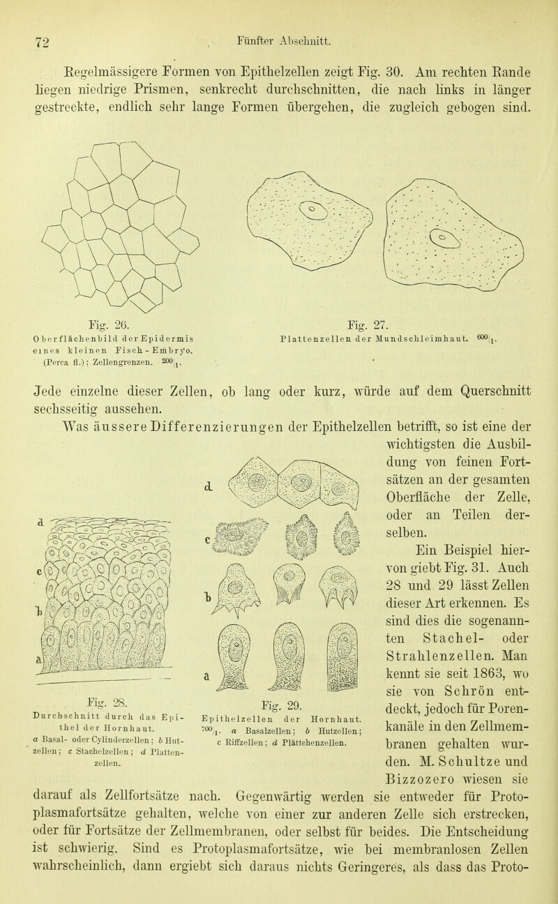 Eegelmässigere Formen von Epithelzeilen zeigt Fig. 30. Am rechten Kande liegen niedrige Prismen, senkrecht durchschnitten, die nach links in länger gestreckte, endlich sehr lange Formen übergehen, die zugleich gebogen sind. Fig. 26. Fig. 27. 0berflächenbild der Epidermis Plattenzellen der Mundschleimhaut. 600]^, eines kleinen Fisch - Embrj'o. (Perca fl.): Zellengrenzen. 200|j, Jede einzelne dieser Zellen, ob lang oder kurz, würde auf dem Querschnitt sechsseitig aussehen. Was äussere Differenzierungen der Epithelzellen betrifft, so ist eine der wichtigsten die Ausbil- dung von feinen Fort- sätzen an der gesamten Oberfläche der Zelle, oder an Teilen der- selben. Ein Beispiel hier- von giebt Fig. 31. Auch 28 und 29 lässt Zellen dieser Art erkennen. Es sind dies die sogenann- ten Stachel- oder Strahlenzellen. Man kennt sie seit 1863, wo sie von Schrön ent- deckt, jedoch für Poren- kanäle in den Zellmem- branen gehalten wur- den. M. Schnitze und Bizzozero wiesen sie darauf als Zellfortsätze nach. Gegenwärtig werden sie entweder für Proto- plasmafortsätze gehalten, welche von einer zur anderen Zelle sich erstrecken, oder für Fortsätze der Zellmembranen, oder selbst für beides. Die Entscheidung ist schwierig. Sind es Protoplasmafortsätze, wie bei membranlosen Zellen wahrscheinHch, dann ergiebt sich daraus nichts Geringeres, als dass das Proto- Fig. 28. Durchschnitt durch das Epi- thel der Hornhaut. a Basal- oder Cylinderzellen; b Hut- zellen; c Stachelzellen; d Platten- zellen. Fig. 29. Epithelzellen der Hornhaut, •^ii- a Basalzellen; b Hutzellen: c Eiffzellen; d Plättchenzellen.