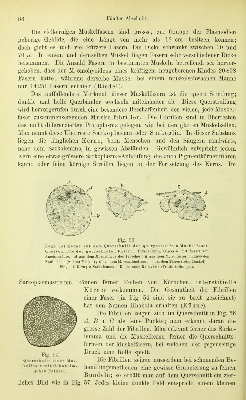 Die vielkemigen Muskelfasern sind grosse, zur Gruppe der Plasmodien gehörige Gebilde, die eine Länge von mehr als 12 cm besitzen können; doch giebt es auch viel kürzere Fasern. Die Dicke schwankt zwischen 30 und 70 jj.. In einem und demselben Muskel liegen Fasern sehr verschiedener Dicke beisammen. Die Anzahl Fasern in bestimmten Muskeln betreffend, sei hervor- gehoben, dass der M. omohyoideus eines kräftigen, neugeborenen Kindes 20 808 Fasern hatte, während derselbe Muskel bei einem muskelschwachen Manne nur 14251 Fasern enthielt (Eiedel). Das auffallendste Merkmal dieser Muskelfasern ist die quere Streifung; dunkle und helle Querbänder. wechseln miteinander ab. Diese Querstreifung wird hervorgerufen durch eine besondere Beschaffenheit der vielen, jede Muskel- faser zusammensetzenden Muskelfibrillen. Die Fibrillen sind in Überresten des nicht differenzierten Protoplasma gelegen, wie bei den glatten Muskelzellen. Man nennt diese Überreste Sarkoplasma oder Sarkoglia. In dieser Substanz liegen die länglichen Kerne, beim Menschen und den Säugern randwärts, nahe dem Sarkolemma, in gewissen Abständen. Gewöhnlich entspricht jedem Kern eine etwas grössere Sarkoplasma-Anhäufung, die auch Pigmentkörner führen kann; oder feine körnige Streifen liegen in der Fortsetzung des Kerns. Im Fig. 56. Lage der Kerne auf dem Querschnitt der quergestreiften Muskelfaser. Querschnitte der getrockneten Fasern. Pikrokarmin, Glycerin mit Zusatz von Ameisensäure. A aus dem M. sartorius des Frosches; ß aus dem M. adductor magnus des Kaninchens (weisser Muskel); C aus demM. semitendiuosus desselben Tieres (roter Muskel). k Kern; s Sarkolemma. Kopie nach Ran vi er (Traite technique). Sarkoplasmastreifen können ferner Reihen von Körnchen, interstitielle Körner vorkommen. Die Gesamtheit der Fibrillen einer Faser (in Fig. 54 sind sie zu breit gezeichnet) hat den Namen Rhabdia erhalten (Kühne). Die Fibrillen zeigen sich im Querschnitt in Fig. 56 A, B Vi. C als feine Punkte; man erkennt daran die grosse Zahl der Fibrillen. Man erkennt ferner das Sarko- lemma und die Muskelkerne, ferner die Querschnitts- formen der Muskelfasern, bei welchen der gegenseitige Druck eine Rolle spielt. Querschnitt einer Mus- Die Fibrillen zeigou ausscrdcm bei schonenden Be- keifaser mit Cohnheim- handlungsmethodcn eine gewisse Gruppierung zu feinen sehen Feldern. -p» i i ri o Bündeln; so erhält man auf dem Querschnitt ein zier- liches Bild wie in Fig. 57. Jedes kleine dunkle Feld entspricht einem kleinen