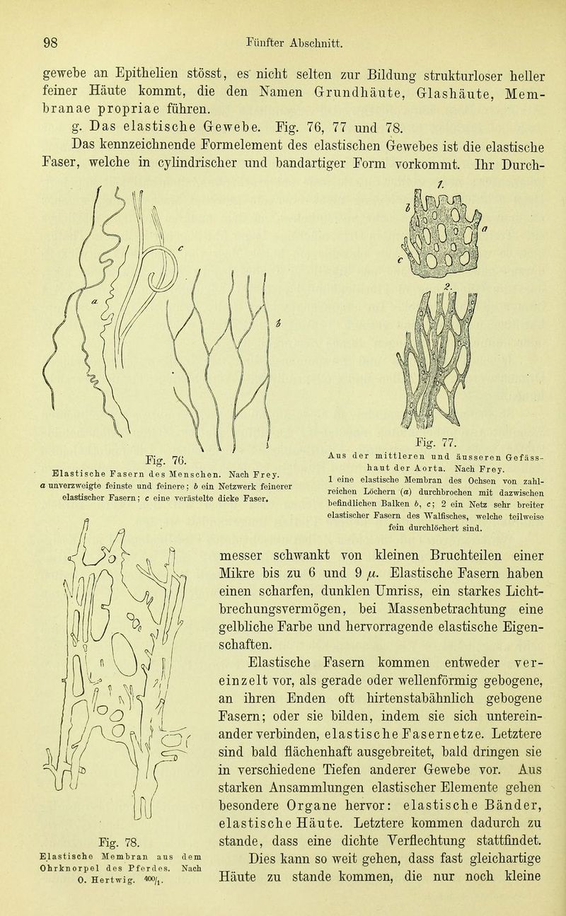 gewebe an Epithelien stösst, es nicht selten zur Bildung strukturloser heller feiner Häute kommt, die den Namen Grundhäute, Griashäute, Mem- branae propriae führen. g. Das elastische Gewebe. Fig. 76, 77 und 78. Das kennzeichnende Formelement des elastischen Gewebes ist die elastische Faser, welche in cylindrischer und bandartiger Form vorkommt. Ihr Durch- 7. Fig. 76. Elastische Fasern des Menschen. Nach Frey. a anverzweigte feinste und feinere; h ein Netzwerk feinerer elastischer Fasern; c eine verästelte dicke Faser. Fig. 77. Aus der mittleren und äusseren Gefäss- haut der Aorta. Nach Frey. 1 eine elastische Membran des Ochsen von zahl- reichen Löchern (a) durchbrochen mit dazwischen befindlichen Balken ö, c; 2 ein Netz sehr breiter elastischer Fasern des Walfisches, welche teilweise fein durchlöchert sind. Fig. 78. Elastische Membran aus Ohrknorpel des Pferdes. 0. Hertwig. 400/j. dem Nach messer schwankt von kleinen Bruchteilen einer Mikre bis zu 6 und 9 fx. Elastische Fasern haben einen scharfen, dunklen IJmriss, ein starkes Licht- brechimgsvermögen, bei Massenbetrachtung eine gelbliche Farbe und hervorragende elastische Eigen- schaften. Elastische Fasern kommen entweder ver- einzelt vor, als gerade oder wellenförmig gebogene, an ihren Enden oft hirtenstabähnlich gebogene Fasern; oder sie bilden, indem sie sich unterein- anderverbinden, elastische Fasernetze. Letztere sind bald flächenhaft ausgebreitet, bald dringen sie in verschiedene Tiefen anderer Gewebe vor. Aus starken Ansammlungen elastischer Elemente gehen besondere Organe hervor: elastische Bänder, elastische Häute. Letztere kommen dadurch zu stände, dass eine dichte Verflechtung stattfindet. Dies kann so weit gehen, dass fast gleichartige Häute zu stände kommen, die nur noch kleine