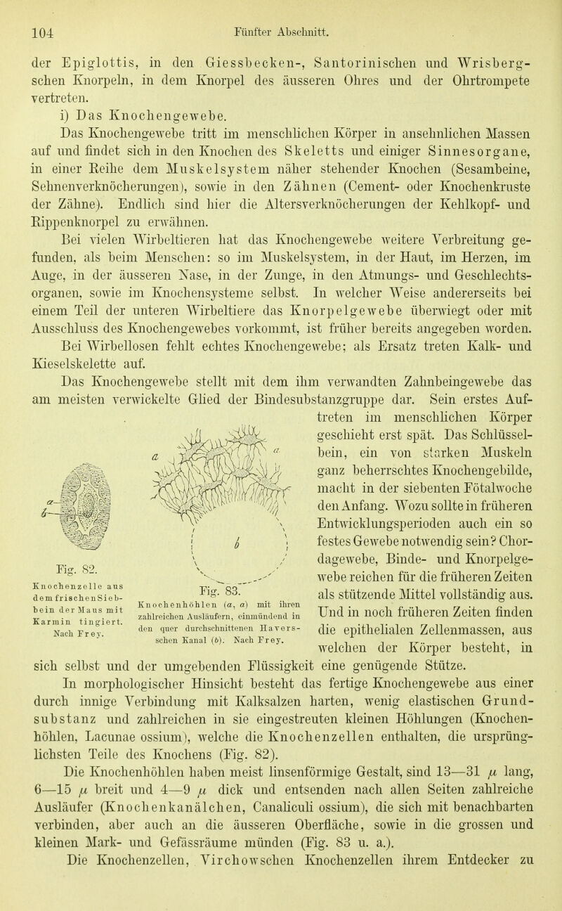 der Epiglottis, in den Giessbecken-, Santorinisclien und Wrisberg- schen Knorpeln, in dem Knorpel des äusseren Ohres und der Ohrtrompete vertreten. i) Das Knochengewebe. Das Knochengewebe tritt im menschhchen Körper in ansehnlichen Massen auf und findet sich in den Knochen des Skeletts und einiger Sinnesorgane, in einer Eeihe dem Muskelsystem näher stehender Knochen (Sesambeine, Sehnenverknöcherungen), sowie in den Zähnen (Cement- oder Knochenkruste der Zähne). Endlich sind hier die Altersverknöcherungen der Kehlkopf- und Eippenknorpel zu erwähnen. Bei vielen Wirbeltieren hat das Knochengewebe weitere Verbreitung ge- funden, als beim Menschen: so im Muskelsystem, in der Haut, im Herzen, im Auge, in der äusseren Nase, in der Zunge, in den Atmungs- und Geschlechts- organen, sowie im Knochensysteme selbst. In welcher Weise andererseits bei einem Teil der unteren Wirbeltiere das Knorpelgewebe überwiegt oder mit Ausschluss des Knochengewebes vorkommt, ist früher bereits angegeben worden. Bei Wirbellosen fehlt echtes Knochengewebe; als Ersatz treten Kalk- und Kieselskelette auf. Das Knochengewebe stellt mit dem ihm verwandten Zahnbeingewebe das am meisten verwickelte Glied der Bindesubstanzgruppe dar. Sein erstes Auf- treten im menschlichen Körper geschieht erst spät. Das Schlüssel- bein, ein von starken Muskeln ganz beherrschtes Knochengebilde, macht in der siebenten Fötalwoche den Anfang. Wozu sollte in früheren Entwicklungsperioden auch ein so festes Gewebe notwendig sein? Chor- dagewebe, Binde- und Knorpelge- webe reichen für die früheren Zeiten als stützende Mittel vollständig aus. Und in noch früheren Zeiten finden die epithelialen Zellenmassen, aus welchen der Körper besteht, in sich selbst und der umgebenden Flüssigkeit eine genügende Stütze. In morphologischer Hinsicht besteht das fertige Knochengewebe aus einer durch innige Verbindung mit Kalksalzen harten, wenig elastischen Grund- substanz und zahlreichen in sie eingestreuten kleinen Höhlungen (Knochen- höhlen, Lacunae ossium), welche die Knochenzellen enthalten, die ursprüng- lichsten Teile des Knochens (Eig. 82). Die Knochenhöhlen haben meist linsenförmige Gestalt, sind 13—31 ^ lang, 6—15 /i breit und 4—9 fi dick und entsenden nach allen Seiten zahlreiche Ausläufer (Knochenkanälchen, Canahculi ossium), die sich mit benachbarten verbinden, aber auch an die äusseren Oberfläche, sowie in die grossen und kleinen Mark- und Gefässräume münden (Eig. 83 u. a.). Die Knochenzellen, Virchowsehen Knochenzellen ihrem Entdecker zu Tig. 82. Knochenzelle aus dem frischen Sieb- bein der Maus mit Karmin tingiert. Nach Frey. Eig. 83. Knochenhöhlen (a, a) mit ihi-en zahlreichen Ausläufern, einmündend in den quer durchschnittenen Havers- schen Kanal (6). Nach Frej'.