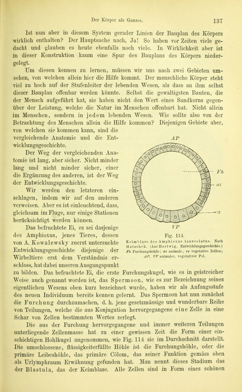 AP Ist nun aber in diesem System gerader Linien der Bauplan des Körpers wirklich enthalten? Der Hauptsache nach, Ja! So haben vor Zeiten viele ge- dacht und glauben es heute ebenfalls noch viele. In Wirklichkeit aber ist in dieser Konstruktion kaum eine Spur des Bauplans des Körpers nieder- gelegt. Um diesen kennen zu lernen, müssen wir uns nach zwei G-ebieten um- sehen, von welchen allein hier die Hilfe kommt. Der menschliche Körper steht viel zu hoch auf der Stufenleiter der lebenden Wesen, als dass an ihm selbst dieser Bauplan offenbar werden könnte. Selbst die gewaltigsten Bauten, die der Mensch aufgeführt hat, sie haben nicht den Wert eines Sandkorns gegen- über der Leistung, welche die Natur im Menschen offenbart hat. Nicht allein im Menschen, sondern in jedem lebenden Wesen. Wie sollte also von der Betrachtung des Menschen allein die Hilfe kommen? Diejenigen Grebiete aber, von welchen sie kommen kann, sind die vergleichende Anatomie und die Ent- wicklungsgeschichte. Der Weg der vergleichenden Ana- tomie ist lang, aber sicher. Nicht minder lang und nicht minder sicher, einer die Ergänzung des anderen, ist der Weg der Entwicklungsgeschichte. Wir werden den letzteren ein- schlagen, indem wir auf den anderen verweisen. Aber es ist einleuchtend, dass, gleichsam im Fluge, nur einige Stationen berücksichtigt werden können. Das befruchtete Ei, es sei dasjenige des Amphioxus, jenes Tieres, dessen von A. Kowalewsky zuerst untersuchte Entwicklungsgeschichte diejenige der Wirbeltiere erst dem Verständnis er- schloss, hat dabei unseren Ausgangspunkt zu bilden. Das befruchtete Ei, die erste Eurchungskugel, wie es in geistreicher Weise auch genannt worden ist, das Spermoon, wie es zur Bezeichnung seines eigentlichen Wesens oben kurz bezeichnet wurde, haben wir als Anfangsstufe des neuen Individuum bereits kennen gelernt. Das Spermoon hat nun zunächst die Eurchung durchzumachen, d. h. jene gesetzmässige und wunderbare Reihe von Teilungen, welche die aus Konjugation hervorgegangene eine Zelle in eine Schar von Zellen bestimmten Wertes zerlegt. Die aus der Eurchung hervorgegangene und immer weiteren Teilungen unterliegende Zellenmasse hat zu einer gewissen Zeit die Eorm einer ein- schichtigen Hohlkugel angenommen, wie Eig. 114 sie im Durchschnitt darstellt. Die umschlossene, flüssigkeiterfüllte Höhle ist die Eurchungshöhle, oder die primäre Leibeshöhle, das primäre Cölom, das seiner Funktion gemäss oben als Urlymphraum Erwähnung gefunden hat. Man nennt dieses Stadium das der Blastula, das der Keimblase. Alle Zellen sind in Eorm eines schönen VP Fig. 114. Keimblase des Amphioxus lanceolatus. Nach Hatschek. (Aus Hartwig, Entwicklungsgeschichte.) Fh Furchungshöhle; az animale, vz vegetative Zellen; AP, VP animaler, vegetativer Pol.