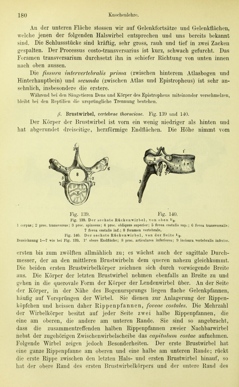 An der unteren Eläche stossen wir auf Gelenkfortsätze und Gelenkflächen, welche jenen der folgenden Halswirbel entsprechen und uns bereits bekannt sind. Die Schlussstücke sind kräftig, sehr gross, rauh und tief in zwei Zacken gespalten. Der Processus costo-transversarius ist kurz, schwach gefurcht. Das Foramen transversarium durchsetzt ihn in schiefer Richtung von unten innen nach oben aussen. Die fissura intervertebralis prima (zwischen hinterem Atlasbogen und Hinterhauptbein) und secunda (zwischen Atlas und Epistropheus) ist sehr an- sehnlich, insbesondere die erstere. Während bei den Säugetieren Dens und Körper des Epistropheus miteinander verschmelzen, bleibt bei den Eeptilien die ursprüngliche Trennung bestehen. ß. Brustwirbel, vertehrae thoracicae. Fig. 139 und 140. Der Körper der Brustwirbel ist vorn ein wenig niedriger als hinten und hat abgerundet dreiseitige, herzförmige Endflächen. Die Höhe nimmt vom Fig. 139. Fig. 140. Fig. 139. Der sechste Rückenwirbel, von oben ij2. 1 corpus; 2 proc. transversus; 3 proc. spinosus; 4 proc. obliquus superior; 5 fovea costalis sup.; 6 fovea transversalis; 7 fovea costalis inf.; 8 foramen vertebrale. Fig. 140. Der sechste Rückenwirbel, von der Seite 1'2. Bezeichnung 1—7 wie bei Fig. 139. 1' obere Endfläche; 8 proc. articulares inferiores; 9 iucisura vertebralis inferior. ersten bis zum zwölften allmählich zu; es wächst auch der sagittale Durch- messer, der an den mittleren Brustwirbeln dem queren nahezu gleichkommt. Die beiden ersten Brustwirbelkörper zeichnen sich durch vorwiegende Breite aus. Die Körper der letzten Brustwirbel nehmen ebenfalls an Breite zu und gehen in die quer-ovale Eorm der Körper der Lendenwirbel über. An der Seite der Körper, in der Nähe des Bogenursprungs liegen flache Gelenkpfannen, häufig auf Yorsprüngen der Wirbel. Sie dienen zur Anlagerung der Rippen- köpfchen und heissen daher Rippenpfannen, foveae costales. Die Mehrzahl der Wirbelkörper besitzt auf jeder Seite zwei halbe Rippenpfannen, die eine am oberen, die andere am unteren Rande. Sie sind so angebracht, dass die zusammentreffenden halben Rippenpfannen zweier Nachbarwirbel nebst der zugehörigen Zwischenwirbelscheibe das capitulum costae aufnehmen. Folgende Wirbel zeigen jedoch Besonderheiten. Der erste Brustwirbel hat eine ganze Rippenpfanne am oberen und eine halbe am unteren Rande; rückt die erste Rippe zwischen den letzten Hals- und ersten Brustwirbel hinauf, so hat der obere Rand des ersten Brustwirbelkörpers und der untere Rand des