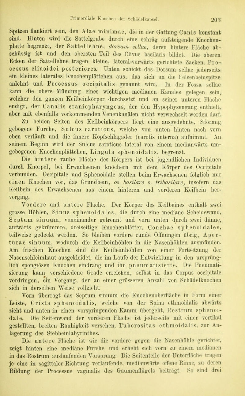 Spitzen flankiert sein, den Alae minimae, die in der Gattung Canis konstant sind. Hinten wird die Sattelgrube durch eine schräg aufsteigende Knochen- platte begrenzt, der Sattellehne, dorsum sellae, deren hintere Fläche ab- schüssig ist und den obersten Teil des Clivus basilaris bildet. Die oberen Ecken der Sattellehne tragen kleine, lateral-vorwärts gerichtete Zacken, Pro- cessus clinoidei posteriores. Unten schickt das Dorsum sellae jederseits ein kleines laterales Knochenplättchen aus, das sich an die Felsenbeinspitze anlehnt und Processus occipitalis genannt wird. In der Possa sellae kann die obere Mündung eines wichtigen medianen Kanales gelegen sein, welcher den ganzen Keilbeinkörper durchsetzt und an seiner unteren Fläche endigt, der Canalis craniopharyngeus', der den Hypophysengang enthielt, aber mit ebenfalls vorkommenden Venenkanälen nicht verwechselt werden darf. Zu beiden Seiten des Keilbeinkörpers liegt eine ausgedehnte, Sförmig gebogene Furche, Sulcus caroticus, welche von unten hinten nach vorn oben verläuft und die innere Kopfschlagader (carotis interna) aufnimmt. An seinem Beginn wird der Sulcus caroticus lateral von einem medianwärts um- gebogenen Knochenplättchen, Lingula sphenoidalis, begrenzt. Die hintere rauhe Fläche des Körpers ist bei jugendlichen Individuen durch Knorpel, bei Erwachsenen knöchern mit dem Körper des Occipitale verbunden. Occipitale und Sphenoidale stellen beim Erwachsenen folglich nur einen Knochen vor, das Grundbein, os hasilare s. tribasilare, insofern das Keilbein des Erwachsenen aus einem hinteren und vorderen Keilbein her- vorging. Vordere und untere Fläche. Der Körper des Keilbeines enthält zwei grosse Höhlen, Sinus sphenoidales, die durch eine mediane Scheidewand, Septum sinuum, voneinander getrennt und vorn unten durch zwei dünne, aufwärts gekrümmte, dreiseitige Knochenblätter, Conchae sphenoidales, teilweise gedeckt werden. So bleiben vordere runde öfihungen übrig, Aper- turae sinuum, wodurch die Keilbeinhöhlen in die Nasenhöhlen ausmünden. Am frischen Knochen sind die Keilbeinhöhlen von einer Fortsetzung der Nasenschleimhaut ausgekleidet, die im Laufe der Entwicklung in den ursprüng- lich spongiösen Knochen eindrang und ihn pneumatisierte. Die Pneumati- sierung kann verschiedene Grade erreichen, selbst in das Corpus occipitale vordringen, ein Vorgang, der an einer grösseren Anzahl von Schädelknochen sich in derselben Weise vollzieht. Vorn überragt das Septum sinuum die Knochenoberfläche in Form einer Leiste, Crista sphenoidalis, welche von der Spina ethmoidalis abwärts zieht und unten in einen vorspringenden Kamm übergeht, Rostrum sphenoi- dale. Die Seitenwand der vorderen Fläche ist jederseits mit einer vertikal gestellten, breiten Rauhigkeit versehen, Tuberositas ethmoidalis, zur An- lagerung des Siebbeinlabyrinthes. Die untere Fläche ist wie die vordere gegen die Nasenhöhle gerichtet, zeigt hinten eine mediane Furche und erhebt sich vorn zu einem medianen in das Rostrum auslaufenden Vorsprung. Die Seitenteile der Unterfläche tragen je eine in sagittaler Richtung verlaufende, medianwärts offene Rinne, zu deren Bildung der Processus vaginalis des Gaumenflügels beiträgt. So sind drei