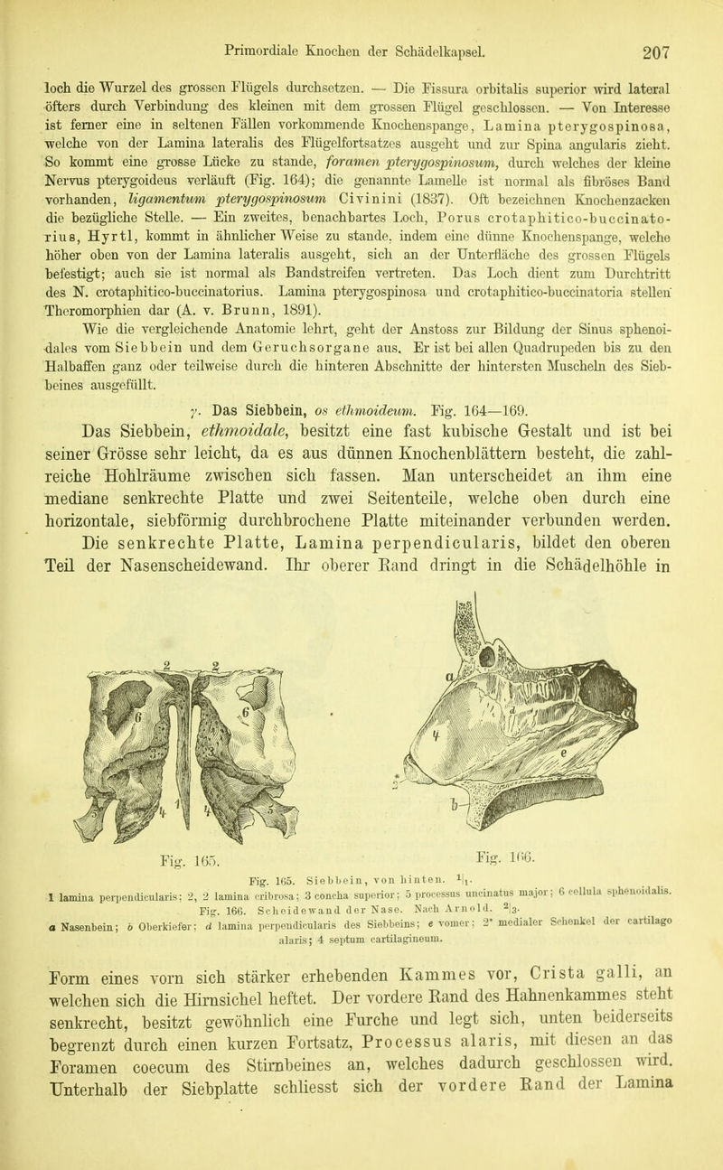 loch die Wurzel des grossen Flügels durchsetzen. — Die Fissura orhitalis superior wird lateral öfters durch Verbindung des kleinen mit dem grossen Flügel geschlossen. — Von Interesse ist femer eine in seltenen Fällen vorkommende Knochenspange, Lamina pterygospinosa, welche von der Lamina lateralis des Flügelfortsatzes ausgeht und zur Spina angularis zieht. ■So kommt eine grosse Lücke zu stände, foramen pterygospinosum, durch welches der kleine Nervus pterygoideus verläuft (Fig. 164); die genannte Lamelle ist normal als fibröses Band vorhanden, Ugamentum pterygospinosum Civinini (1837). Oft bezeichnen Knochenzacken die bezügliche Stelle. — Ein zweites, benachbartes Loch, Perus crotaphitico-buccinato- rius, Hyrtl, kommt in ähnlicher Weise zu stände, indem eine dünne Knochenspange, welche höher oben von der Lamina laterahs ausgeht, sich an der TJnterfläche des grossen Flügels befestigt; auch sie ist normal als Bandstreifen vertreten. Das Loch dient zum Durchtritt des N, crotaphitico-buccinatorius. Lamina pterygospinosa und crotaphitico-buccmatoria stellen Theromorphien dar (A. v. Brunn, 1891). Wie die vergleichende Anatomie lehrt, geht der Anstoss zur Bildung der Sinus sphenoi- ■dales vom Siebbein und dem Geruchsorgane aus. Er ist bei allen Quadrupeden bis zu den Halbaffen ganz oder teilweise durch die hinteren Abschnitte der hintersten Muscheln des Sieb- beines ausgefüllt. y. Das Siebbein, os ethmoideum. Fig. 164—169. Das Siebbein, ethmoidale, besitzt eine fast kubische Gestalt und ist bei seiner Grösse sehr leicht, da es aus dünnen Knochenblättem besteht, die zahl- reiche Hohlräume zwischen sich fassen. Man unterscheidet an ihm eine mediane senkrechte Platte und zwei Seitenteile, welche oben durch eine horizontale, siebförmig durchbrochene Platte miteinander verbunden werden. Die senkrechte Platte, Lamina perpendicularis, bildet den oberen Teil der Nasenscheidewand. Ihr oberer Rand dringt in die Schädelhöhle in Fig. 16' Fig. 166. Fig. 165. Siebbein, von hinten. 1 lamina perpendicularis; 2, 2 lamina cribrosa; 3 concha superior; 5 proeessus uncinatus major; 6 cellula sphenoidalis. a Nasenbein; b Oberlciefer; d lamina perpendicularis des Siebbeins; e vomer alaris; 4 septum cartilagineum. 2* medialer Schenkel der cartilago Form eines vorn sich stärker erhebenden Kammes vor, Crista galli, an welchen sich die Hirnsichel heftet. Der vordere Rand des Hahnenkammes steht senkrecht, besitzt gewöhnlich eine Furche und legt sich, unten beiderseits begrenzt durch einen kurzen Fortsatz, Processus alaris, mit diesen an das Foramen coecum des Stirnbeines an, welches dadurch geschlossen wird. Unterhalb der Siebplatte schliesst sich der vordere Rand der Lamina
