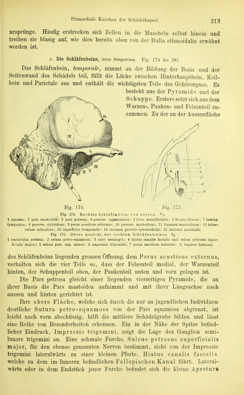 Ursprünge. Häufig erstrecken sich Zellen in die Muscheln selbst hinein und -treiben sie blasig auf, wie dies bereits oben von der Bulla ethnioidalis erwähnt worden ist. e. Die Schläfenbeine, ossa temporum. Fig. 174 bis 183. Das Schläfenbein, temporale, nimmt an der Bildung der Basis und der Seitenwand des Schädels teil, füllt die Lücke zwischen Hinterhauptbein, Keil- bein und Parietale aus und enthält die wichtigsten Teile des Gehörorgans. Es besteht aus der Pyramide und der Fig. 174. Fig. 175. Fig. 174. Rechtes Schläfenbein, von aussen, ^j^, 1 sqnama; 2 pars mastoidea; 3 pars petrosa; 4 process. zygomaticus; 5 fossa mandibularis; 6 fissara Glaseri: 7 lamina tympanica; 8 process. styloideus; 9 porus acusticus externus; 10 process. mastoideus; 11 foramen mastoideuni; 12 tuber- cnlum articulare; 13 superficies temporalis; 14 incisura parieto-sphenoidalis; 15 incisura parietalis. Fig. 175. Obere Ansicht des rechten Schläfenbeines. 1/2. 1 eminentia arenata; 2 sutura petro-squamosa; 3 sulci meningei; 4 hiatus canalis facialis und sulcus petrosus super- ficialis major; 5 sulcus petr. sup. minor; 6 impressio trigemini; 7 porus caroticus internus; X tegmen tympani. des Schläfenbeins liegenden grossen Öffnung, dem Porus acusticus externus, verhalten sich die vier Teile so, dass der Felsenteil medial, der Warzenteil hinten, der Schuppenteil oben, der Paukenteil unten und vorn gelegen ist. Die Pars petrosa gleicht einer liegenden vierseitigen Pyramide, die an ihrer Basis die Pars mastoidea aufnimmt und mit ihrer Längsachse nach aussen und hinten gerichtet ist. Ihre obere Fläche, welche sich durch die nur an jugendlichen Individuen deutliche Sutura petro-squamosa von der Pars squamosa abgrenzt, ist leicht nach vorn abschüssig, hilft die mittlere Schädelgrube bilden und lässt eine Keihe von Besonderheiten erkennen. Ein in der Nähe der Spitze befind- licher Eindruck, Impressio trigemmi, zeigt die Lage des G-anglion semi- lunare trigemini an. Eine schmale Furche, Sulcus petrosus superficialis major, für den ebenso genannten Nerven bestimmt, zieht von der Impressio trigemini lateralwärts zu einer kleinen Pforte, Hiatus canalis facialis welche zu dem im Inneren befindlichen Fallopischen Kanal führt. Lateral- wärts oder in dem Endstück jener Furche befindet sich die kleine Apertura
