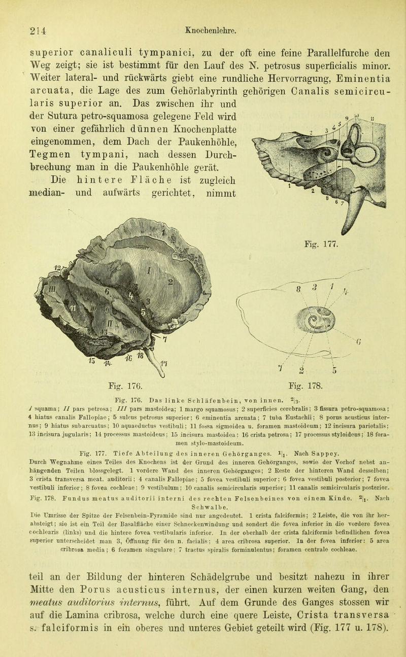 superior canaliculi tympanici, zu der oft eine feine Parallelfurche den Weg zeigt; sie ist bestimmt für den Lauf des N. petrosus superficialis minor. Weiter lateral- und rückwärts giebt eine rundliche Hervorragung, Eminentia arcuata, die Lage des zum Gebörlabyrinth gehörigen Ganalis semicircu- laris superior an. Das zwischen ihr und der Sutura petro-squamosa gelegene Feld wird von einer gefährlich dünnen Knochenplatte eingenommen, dem Dach der Paukenhöhle, Tegmen tympani, nach dessen Durch- brechung man in die Paukenhöhle gerät. Die hintere Fläche ist zugleich median- und aufwärts gerichtet, nimmt Fig. 177. 8. ^ '/ ,. Fig. 178. Fig. 176. Das linke Schläfenteiii, von innen, ^l^. 1 squama; // pars petrosa: /// pars mastoidea; 1 margo squamosus; 2 superficies cerebralis; 3 fissura petro-squaniosa; 4 hiatus canalis Fallopiae; 5 sulcus petrosus superior; 6 eminentia arcuata; 7 tuba Eustachii; 8 porus acusticus inter- nus; 9 hiatus subarcuatus; 10 aquaeductus TestihuK; 11 fossa sigmoidea u. foramen mastoideum; 12 incisura parietalis; 13 incisura jugularis; 14 Processus mastoideus; 15 incisura mastoidea: 16 crista petrosa; 17 Processus styloideus; 18 fora- men stylo-mastoideum. Fig. 177. Tiefe Abteilung des inneren Gehörganges. Nach Sappey. Durch Wegnahme eines Teiles des Knochens ist der Grund des inneren Gehörganges, sowie der Vorhof nebst an- hängenden Teilen blossgelegt. 1 vordere Wand des inneren Gehörganges; 2 Reste der hinteren Wand desselben; 3 crista transversa meat. auditorii; 4 canalis Fallopiae; 5 fovea vestibuli superior; 6 fovea vestibuli posterior; 7 fovea vestibuli inferior; 8 fovea Cochleae; 9 vestibulum; 10 canalis seniicircularis superior; 11 canalis semicircularis posterior. Fig. 178. Fundus meatus auditorii interni des rechten Felsenbeines von einem Kinde. Nach Schwalbe. Die Umrisse der Spitze der Felsenbein-Pyramide sind nur angedeutet. 1 crista falciformis; 2 Leiste, die von ihr her- absteigt; sie ist ein Teil der Basalfläche einer Schneckenwindung und sondert die fovea inferior in die vordere fovea cochlearis (links) und die hintere fovea vestibularis inferior. In der oberhalb der crista falciformis befindlichen fovea ^perior unterscheidet man 3, Öffnung für den n. facialis; 4 area cribrosa superior. In der fovea inferior: 5 area cribrosa media; 6 foramen singulare; 7 tractus spiralis forminulentus; foramen centrale Cochleae. teil an der Bildung der hinteren Schädelgrube und besitzt nahezu in ihrer Mitte den Porus acusticus internus, der einen kurzen weiten Gang, den meatus auditorius internus^ führt. Auf dem Grunde des Ganges stossen wir auf die Lamina cribrosa, welche durch eine quere Leiste, Crista transversa s. falciformis in ein oberes und unteres Gebiet geteilt wird (Fig. 177 u. 178).