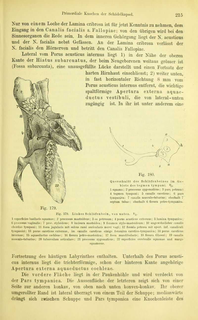 Nur von einem Loche der Lamina cribrosa ist für jetzt Kenntnis zu nehmen, dem Eingang in den Canalis facialis s. Fallopiae; von den übrigen wird bei den Sinnesorganen die Rede sein. In dem inneren Gehörgang liegt der N. acusticus mid der N. facialis nebst Gefässen. An der Lamina cribrosa verlässt der N. facialis den Hörnerven und betritt den Canalis Fallopiae. Lateral vom Porus acusticus internus liegt 1) in der Nähe der oberen Kante der Hiatus subarcuatus, der beim Neugeborenen weitaus grösser ist (Fossa subarcuata), eine unausgeföllte Lücke darstellt und einen, Fortsatz der harten Hirnhaut einschliesst; 2) weiter unten, in fast horizontaler Richtung 8 mm vom Porus acusticus internus entfernt, die wichtige spaltförmige Apertura externa aquae- ductus vestibuli, die von lateral - unten zugängig ist. In ihr ist unter anderem eine Fig. 180. Querschnitt des Schläfenbeines im Ge- biete des tegmen tympani. 2^3. 1 squama; 2 Processus zygomaticus: 3 pars petrosa; 4 tegmen tympani; 5 canalis caroticus; 6 pars tympanica; 7 canalis musculo-tubarius; oberhalb 7 septum tubae; oberhalb 6 fissnra petro-tympanica. Fig. 179. Linkes Schläfenbein, von unten, iji. 1 superficies basilaris squamae; 2 processus mastoideus; 3 os petrosum; 4 porus acusticus externus; 5 lamina tympanica; 6 Processus vaginalis; 7 proc. styloideus; 8 incisura mastoidea; 9 foramen stylo-mastoideum; 10 ungewöhnlicher canalis chordae tympani; 11 fossa jugularis mit sulcus rami auricularis nervi vagi; 12 fossula petrosa mit apert. inf. canalicull tvmpanici; 13 porus caroticus externus, im canalis caroticus einige foraniina carotico-tympanica; 14 porus caroticus internus; 15 aquaeductus Cochleae; 16 fissura petro-mastoidea; 17 fossa mandibularis; 18 fissura Glaseri; 19 canalis musculo-tubarius; 20 tuberculum articulare; 21 processus zygomaticus; 22 superficies cerebralis squamae und margo squamosus. Fortsetzung des häutigen Labyrinthes enthalten. Unterhalb des Porus acusti- cus internus liegt die trichterförmige, schon der hinteren Kante angehörige Apertura externa aquaeductus Cochleae. Die vordere Fläche liegt in der Paukenhöhle und wird verdeckt von der Pars tympanica. Die Aussenfläche der letzteren zeigt sich von einer Seite zur anderen konkav, von oben nach unten konvex-konkav. Ihr oberer umgerollter Rand ist lateral überragt von einem Teil der Schuppe; medianwärts drängt sich zwischen Schuppe und Pars tympanica eine Knochenleiste des