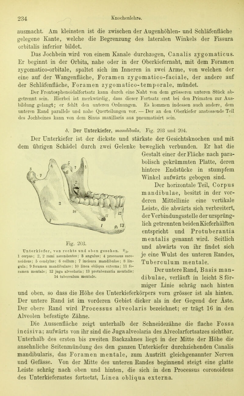 ausmacht. Am kleinsten ist die zwischen der Augenhöhlen- und Schläfenfläche gelegene Kante, welche die Begrenzung des lateralen Winkels der Fissura orbitalis inferior bildet. Das Jochbein wird von einem Kanäle durchzogen, Canalis zygomaticus. Er beginnt in der Orbita, nahe oder in der Oberkiefernaht, mit dem Foramen zTgomatico-orbitale, spaltet sich im Inneren in zwei Arme, von welchen der eine auf der Wangenfläche, Foramen zygomatico-faciale, der andere auf der Schläfenfläche, Foramen zjgomatico-temporale, mündet. Der Frontosphenoidalfortsatz kann durch eine Naht von dem grösseren unteren Stück ab- getrennt sem. Hierbei ist merkwürdig, dass dieser Fortsatz erst bei den Primaten zur Aus- bildung gelangt; er fehlt den unteren Ordnungen, Es kommen indessen auch andere, dem unteren Band parallele uod nahe Querteilungen vor. — Der an den Oberkiefer anstossende Teil des Jochbeines kann von dem Sinus maxillaris aus pneumatisirt sein. 6. Der Unterkiefer, mandibula. Fig. 203 und 204. Der Unterkiefer ist der dickste und stärkste der Gesichtsknochen und mit dem übrigen Schädel durch zwei Gelenke beweglich verbunden. Er hat die Gestalt einer der Fläche nach para- bolisch gekrümmten Platte, deren hintere Endstücke in stumpfem Winkel aufwärts gebogen sind. Der horizontale Teil, Corpus mandibulae, besitzt in der vor- deren Mittellinie eine vertikale Leiste, die abwärts sich verbreitert, der Verbindungsstelle der ursprüng- lich getrennten beiden Kieferhälften entspricht und Protuberantia mentalis genannt wird. Seitlich und abwärts von ihr findet sich je eine Wulst des unteren Bandes, Tuberculum mentale. Der untere Kand, Basis man- dibulae, verläuft in leicht S för- miger Linie schräg nach hinten und oben, so dass die Höhe des Unterkieferkörpers vorn grösser ist als hinten. Der untere Rand ist im vorderen Gebiet dicker als in der Gegend der Äste. Der obere Rand wird Processus alveolaris bezeichnet; er trägt 16 in den Alveolen befestigte Zähne. Die Aussenfläche zeigt unterhalb der Schneidezähne die flache Fossa incisiva; aufwärts von ihr sind die Jugaalveolaria des Alveolarfortsatzes sichtbar. Unterhalb des ersten bis zweiten Backzahnes liegt in der Mitte der Höhe die ansehnliche Seitenmündung des den ganzen Unterkiefer durchziehenden Canalis mandibularis, das Foramen mentale, zum Austritt gleichgenannter Nerven und Gefässe. Von der Mitte des unteren Randes beginnend steigt eine glatte Leiste schräg nach oben und hinten, die sich in den Processus coronoideus des Unterkieferastes fortsetzt, Linea obliqua externa. Fig. 203. Unterkiefer, von rechts und oben gesehen. ^\^. 1 corpus; 2, 2 rami ascendentes; 3 angulus; 4 proeessus coro- noideus; 5 condylus; 6 collum; 7 incisura mandibulae; 8 lin- gula; 9 foramen mandibulare: 10 linea obliqua externa; 11 fo- ramen mentale; 12 juga alveolaria; 13 protuberantia mentalis; 14 tuberculum mentale.