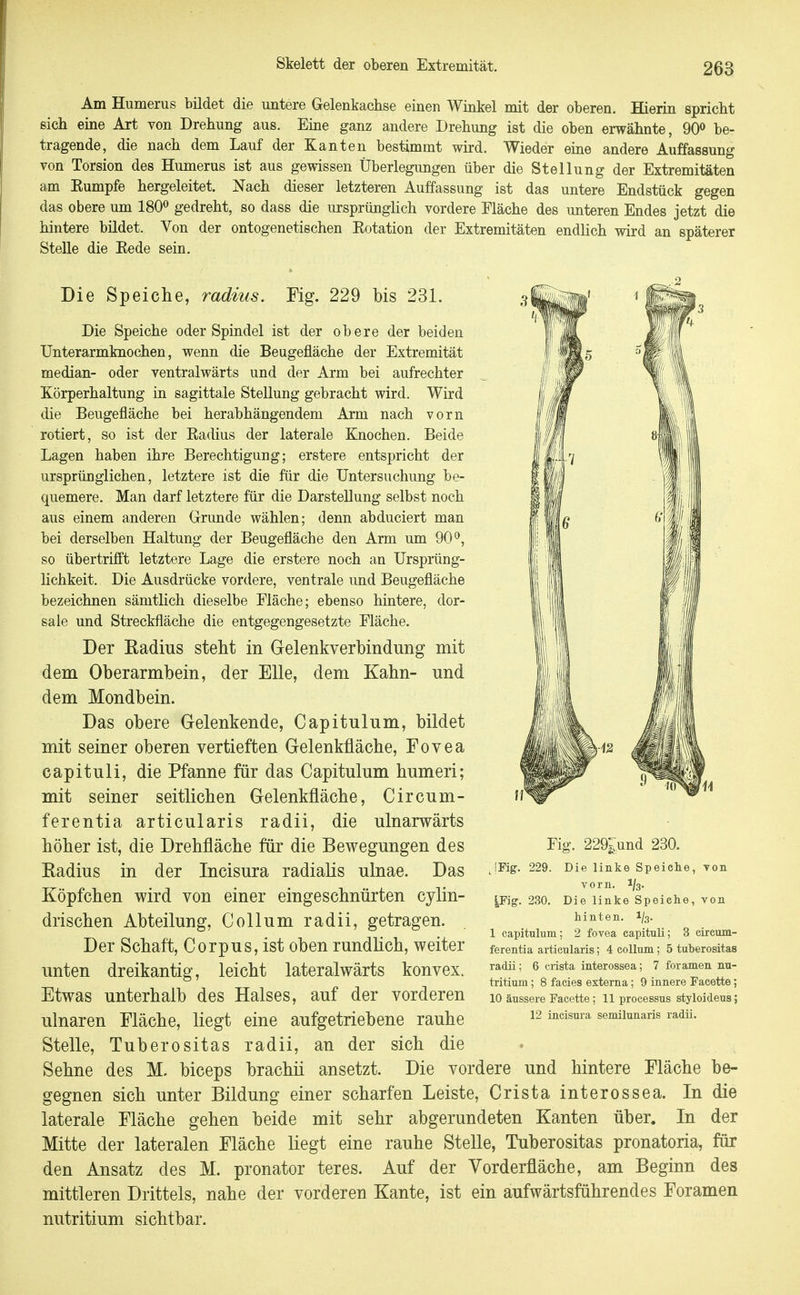 Am Humerus bildet die untere Gelenkachse einen Winkel mit der oberen. Hierin spricht sich eine Art von Drehung aus. Eine ganz andere Drehung ist die oben erwähnte, 90^ be- tragende, die nach dem Lauf der Kanten bestimmt wird. Wieder eine andere Auffassung von Torsion des Humerus ist aus gewissen Überlegungen über die Stellung der Extremitäten am Eumpfe hergeleitet. Nach dieser letzteren Auffassung ist das untere Endstück gegen das obere um 180» gedreht, so dass die m-sprünglich vordere Fläche des unteren Endes jetzt die hintere büdet. Von der ontogenetischen Kotation der Extremitäten endlich wird an späterer Stelle die Eede sein. Die Speiche, radius. Fig. 229 bis 231. Die Speiche oder Spindel ist der obere der beiden Unterarmknochen, wenn die Beugefläche der Extremität median- oder ventralwärts und der Arm bei aufrechter Körperhaltung in sagittale Stellung gebracht wird. Wird die Beugefläche bei herabhängendem Arm nach vorn rotiert, so ist der Radius der laterale Knochen. Beide Lagen haben ihre Berechtigung; erstere entspricht der ursprünglichen, letztere ist die für die Untersuchung be- quemere. Man darf letztere für die Darstellung selbst noch aus einem anderen Grunde wählen; denn abduciert man bei derselben Haltung der Beugefläche den Arm um 90^, so übertrifi't letztere Lage die erstere noch an Ursprüng- lichkeit. Die Ausdrücke vordere, ventrale und Beugefläche bezeichnen sämtlich dieselbe Fläche; ebenso hintere, dor- sale und Streckfläche die entgegengesetzte Fläche. Der Eadius steht in Gelenkverbindung mit dem Oberarmbein, der Elle, dem Kahn- und dem Mondbein. Das obere Gelenkende, Capitulum, bildet mit seiner oberen vertieften Gelenkfläche, Fovea capituli, die Pfanne für das Capitulum humeri; mit seiner seitlichen Gelenkfläche, Circum- ferentia articularis radii, die ulnarwärts höher ist, die Drehfläche für die Bewegungen des Eadius in der Incisura radialis ulnae. Das Köpfchen wird von einer eingeschnürten cylin- drischen Abteilung, Collum radii, getragen. Der Schaft, Corpus, ist oben rundhch, weiter unten dreikantig, leicht lateralwärts konvex. Etwas unterhalb des Halses, auf der vorderen ulnaren Fläche, liegt eine aufgetriebene rauhe Fig. 229^und 230. JFig. 229. Die linke Speiche, von vorn. 1/3. \ß\g. 230. Die linke Speiche, von hinten. 1/3. 1 capitulum; 2 fovea capituli; 3 circum- ferentia articularis; 4 coUum; 5 tuberositas radii; 6 crista interossea; 7 foramen nu- tritium; 8 facies externa; 9 innere Facette; 10 äussere Facette; 11 processus styloideus; 12 incisura semilunaris radii. Stelle, Tuberositas radii, an der sich die Sehne des M. biceps brachii ansetzt. Die vordere und hintere Fläche be- gegnen sich unter Bildung einer scharfen Leiste, Crista interossea. In die laterale Fläche gehen beide mit sehr abgerundeten Kanten über. In der Mitte der lateralen Fläche liegt eine rauhe Stelle, Tuberositas pronatoria, für den Ansatz des M. pronator teres. Auf der Vorderfläche, am Beginn des mittleren Drittels, nahe der vorderen Kante, ist ein aufwärtsführendes Foramen nutritium sichtbar.
