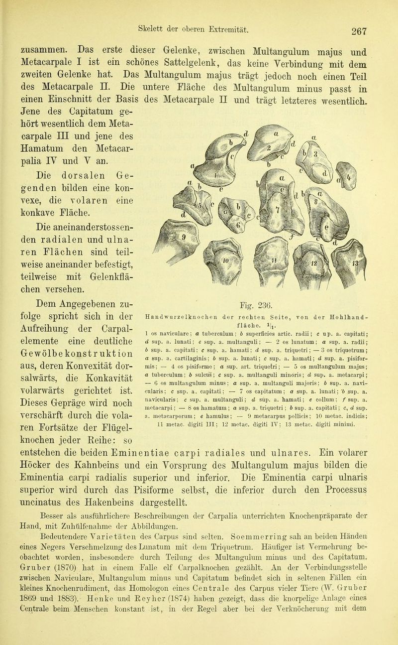 zusammen. Das erste dieser Gelenke, zwischen Multangulum majus und Metacarpale I ist ein schönes Sattelgelenk, das keine Verbindung mit dem zweiten Gelenke hat. Das Multangulum majus trägt jedoch noch einen Teil des Metacarpale II. Die untere Fläche des Multangulum minus passt in einen Einschnitt der Basis des Metacarpale II und trägt letzteres wesentlich. Jene des Capitatum ge- hört wesentlich dem Meta- carpale III und jene des Hamatum den Metacar- palia IV und V an. Die dorsalen Ge- genden bilden eine kon- vexe, die volaren eine konkave Fläche. Die aneinanderstossen- den radialen und ulna- ren Flächen sind teil- weise aneinander befestigt, teilweise mit Gelenkflä- chen versehen. Dem Angegebenen zu- folge spricht sich in der Aufreihung der Carpal- elemente eine deutliche Gewölbekonstr uktion aus, deren Konvexität dor- salwärts, die Konkavität volarwärts gerichtet ist. Dieses Gepräge wird noch verschärft durch die vola- ren Fortsätze der Flügel- knochen jeder Reihe: so entstehen die beiden Em inen tiae carpi radiales und ulnares. Ein volarer Höcker des Kahnbeins und ein Vorsprung des Multangulum majus bilden die Eminentia carpi radialis superior und inferior. Die Eminentia carpi ulnaris superior wird durch das Pisiforme selbst, die inferior durch den Processus uncinatus des Hakenbeins dargestellt. Besser als ausführlichere Beschreibungen der Carpalia unterrichten Ejiochenpräparate der Hand, mit Zuhülfenahme der Abbildungen. Bedeutendere Yarietäten des Carpus sind selten. Soemmerring sah an beiden Händen eines Negers Verschmelzung des Limatum mit dem Triquetrum. Häufiger ist Vermehrung be- obachtet worden, insbesondere durch Teilung des Multangulum minus und des Capitatum. Gr über (1870) hat m einem Falle elf Carpalknochen gezählt. An der Verbindungsstelle zwischen Naviculare, MultaDgulum minus und Capitatum befindet sich in seltenen Fällen ein kleines Knochenrudiment, das Homologen eines Centrale des Carpus vieler Tiere (W. Gruber 1869 und 1883). Henke und Eey her (1874) haben gezeigt, dass die knorpelige Anlage eines Centrale beim Menschen konstant ist, in der Eegel aber bei der Verknöcherung mit dem Fig. 236. Handwurzelknochen der rechten Seite, von der Hohlhand- flaehe. 1 OS naviculare; a tuberculum: 6 superficies artic. radii; c up. a. capitati; d sup. a. lunati; e sup. a. multanguli; — 2 os lunatum; a sup, a. radii; b sup. a. capitati; c sup. a. hamati; d sup. a. triquetri; — 3 os triquetrum; a sup. a. cartilaginis; b sup. a. lunati; c sup. a. hamati; d sup. a. pisifor- mis; — 4 os pisiforme; a sup. art. triquelri; — 5 os multangulum majus; a tuberculum; b sulcus; c sup. a. multanguli minoris; d sup. a. metacarpi; — 6 OS multangulum minus; a sup. a. multanguli majoris; b sup. a. navi- cularis; c sup. a. capitati; — 7 os capitatum; a sup. a. lunati; 'b sup. a. navicularis; c sup. a. multanguli; d sup. a. hamati; e Collum; /sup. a. metacarpi; — 8 os hamatum; a sup. a. triquetri; b sup. a. capitati; c, d sup. a. metacarporum; e hamulus; — 9 metacarpus pollicis; 10 metae. indicis; 11 metac. digiti III; 12 metac. digiti IV; 13 metac. digiti minimi.