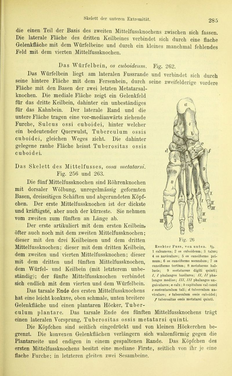 die einen Teil der Basis des zweiten Mittelfussknochens zwischen sich fassen. Die laterale Fläche des dritten Keilbeines verbindet sich durch eine flache Gelenkfläche mit dem Würfelbeine und durch ein kleines manchmal fehlendes Feld mit dem vierten Mittelfussknochen. Das Würfelbein, os cuboideum. Fig. 262. Das Würfelbein liegt am lateralen Fussrande und verbindet sich durch seine hintere Fläche mit dem Fersenbein, durch seine zweifelderige vordere Fläche mit den Basen der zwei letzten Metatarsal- knochen. Die mediale Fläche zeigt ein Gelenkfeld für das dritte Keilbein, dahinter ein unbeständiges für das Kahnbein. Der laterale Band und die untere Fläche tragen eine vor-medianwärts ziehende Furche, Sulcus ossi cuboidei, hinter welcher ein bedeutender Querwulst, Tuberculam ossis cuboidei, gleichen Weges zieht. Die dahinter gelegene rauhe Fläche heisst Tuberositas ossis cuboidei. Das Skelett des Mittelfusses, ossa metatarsi. Fig. 256 und 263. Die fünf Mittelfussknochen sind Böhrenknochen mit dorsaler Wölbung, unregelmässig geformten Basen, dreiseitigen Schäften und abgerundeten Köpf- chen. Der erste Mittelfussknochen ist der dickste und kräftigste, aber auch der kürzeste. Sie nehmen vom zweiten zum fünften an Länge ab. Der erste artikuliert mit dem ersten Keilbein, öfter auch noch mit dem zweiten Mittelfussknochen; dieser mit den drei Keilbeinen und dem dritten Mittelfussknochen; dieser mit dem dritten Keilbein, dem zweiten und vierten Mittelfussknochen; dieser mit dem dritten und fünften Mittelfussknochen, dem Würfel- und Keilbein (mit letzterem unbe- ständig); der fünfte Mittelfussknochen verbindet sich endlich mit dem vierten und dem Würfelbein. Das tarsale Ende des ersten Mittelfussknochens hat eine leicht konkave, oben schmale, unten breitere Fig. m Rechter Fuss, von unten. 1/3. 1 caleaneus; 2 os cuboideum; 3 talus; 4 OS naviculare; 5 os cuneiforme pri- mum; 6 os cuneiforme secundum; 7 os cuneiforme tertium; 8 metatarsus hal- lucis; 9 metatarsus digiti quinti; /, / phalanges basilares; //, // pha- langes mediae; ///, /// phalanges un- guieulares; a calx; b capitulum cal canei c sustentaculum tali; d tuberculum na- viculare; e tuberculum ossis cuboidei; / tuberositas ossis metatarsi quinti. Gelenkfläche und einen plantaren Höcker, Tuber- culum plantare. Das tarsale Ende des fünften Mittelfussknochens trägt einen lateralen Vorsprung, Tuberositas ossis metatarsi quinti. Die Köpfchen sind seitlich eingedrückt und von kleinen Höckerchen be- grenzt. Die konvexen Gelenkflächen verlängern sich walzenförmig gegen die Plantarseite und endigen in einem gespaltenen Bande. Das Köpfchen des ersten Mittelfussknochens besitzt eine mediane Firste, seitlich von ihr je eine flache Furche; in letzteren gleiten zwei Sesambeine.