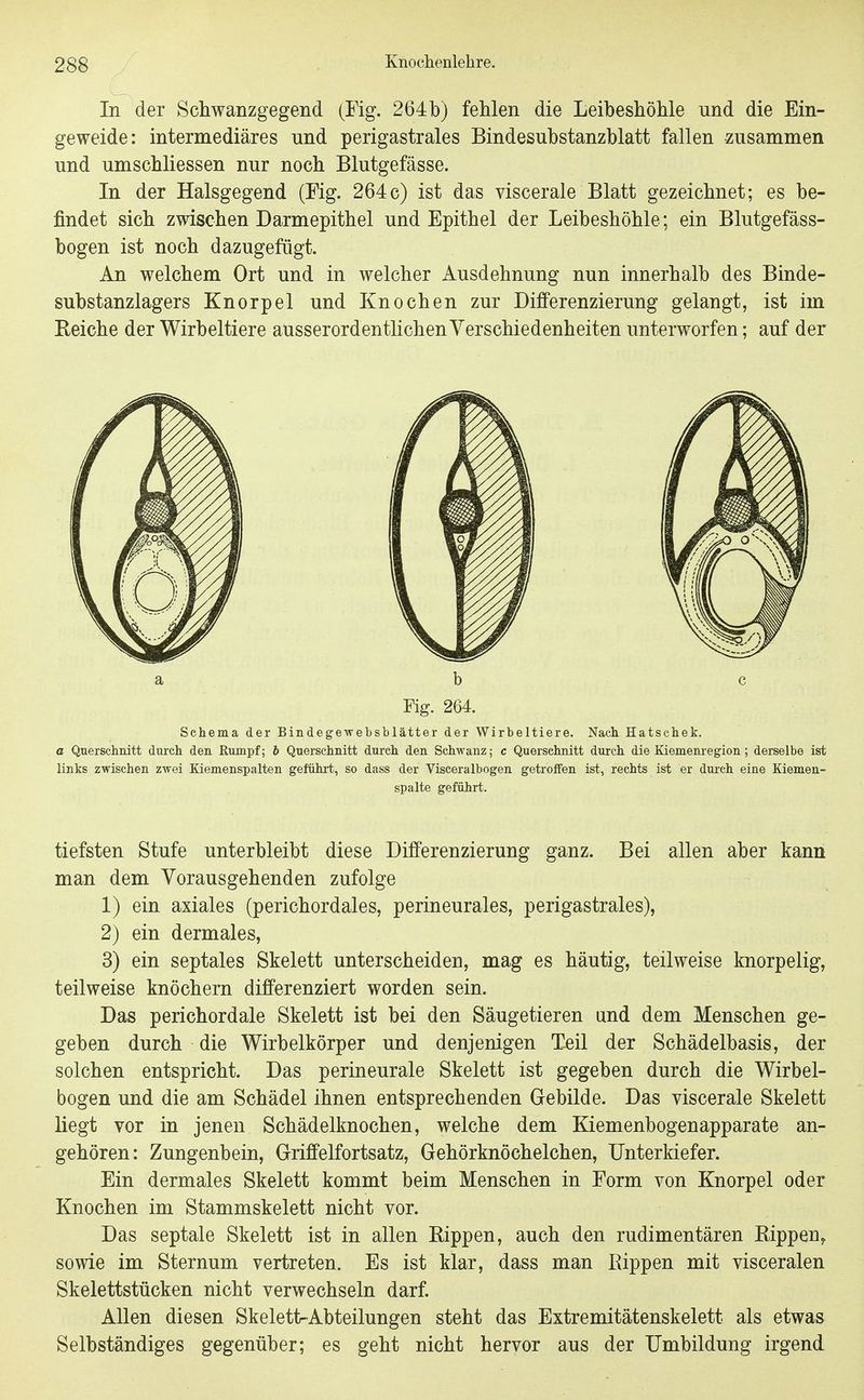 In der Schwanzgegend (Fig. 264 b) fehlen die Leibeshöhle und die Ein- geweide: intermediäres und perigastrales Bindesubstanzblatt fallen zusammen und umschliessen nur noch Blutgefässe. In der Halsgegend (Fig. 264c) ist das viscerale Blatt gezeichnet; es be- findet sich zwischen Darmepithel und Epithel der Leibeshöhle; ein Blutgefäss- bogen ist noch dazugefügt. An welchem Ort und in welcher Ausdehnung nun innerhalb des Binde- substanzlagers Knorpel und Knochen zur Differenzierung gelangt, ist im Reiche der Wirbeltiere ausserordentlichen Verschiedenheiten unterworfen; auf der Schema der Bindegewebsblätter der Wirbeltiere. Nach Hatschek. c Querschnitt durch den Rumpf; b Querschnitt durch den Schwanz; c Querschnitt durch die Kiemenregion; derselbe ist links zwischen zwei Kiemenspalten geführt, so dass der Visceralbogen getroffen ist, rechts ist er durch eine Kiemen- spalte geführt. tiefsten Stufe unterbleibt diese Differenzierung ganz. Bei allen aber kann man dem Vorausgehenden zufolge 1) ein axiales (perichordales, perineurales, perigastrales), 2) ein dermales, 3) ein septales Skelett unterscheiden, mag es häutig, teilweise knorpelig, teilweise knöchern differenziert worden sein. Das perichordale Skelett ist bei den Säugetieren and dem Menschen ge- geben durch die Wirbelkörper und denjenigen Teil der Schädelbasis, der solchen entspricht. Das perineurale Skelett ist gegeben durch die Wirbel- bogen und die am Schädel ihnen entsprechenden Gebilde. Das viscerale Skelett liegt vor in jenen Schädelknochen, welche dem Kiemenbogenapparate an- gehören: Zungenbein, Griffelfortsatz, Gehörknöchelchen, Unterkiefer. Ein dermales Skelett kommt beim Menschen in Form von Knorpel oder Knochen im Stammskelett nicht vor. Das septale Skelett ist in allen Rippen, auch den rudimentären Rippen^ sowie im Sternum vertreten. Es ist klar, dass man Rippen mit visceralen Skelettstücken nicht verwechseln darf. Allen diesen SkelettrAbteilungen steht das Extremitätenskelett als etwas Selbständiges gegenüber; es geht nicht hervor aus der Umbildung irgend a b Fig. 264. c
