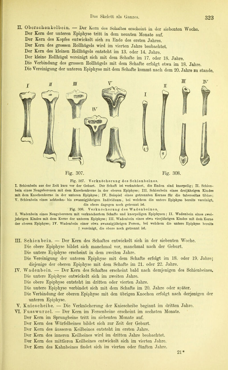 n. Oberschenkelbein. — Der Kern des Schaftes erscheint in der siebenten Woche. Der Kern der unteren Epiphyse tritt in dem neunten Monate auf. Der Kern des Kopfes entwickelt sich zu Ende des ersten Jahres. Der Kern des grossen Eollhügels wird im vierten Jahre beobachtet. Der Kern des kleinen Eollhügels entsteht im 13. oder 14. Jahre. Der kleme Eollhügel vereinigt sich mit dem Schafte ün 17. oder 18. Jahre. Die Verbindung des grossen Eollhügels mit dem Schafte erfolgt etwa im 18. Jahre. Die Vereinigung der unteren Epiphyse mit dem Schafte kommt nach dem 20. Jahre zu stände. Fig. 307. Fig. 308. Fig. 307. Verknöcherung des Schienbeines. I. Schienhein aus der Zeit Inirz vor der Gehurt. Der Schaft ist rerknöchert, die Enden sind knorpelig; II. Schien- bein eines Neugeborenen mit dem Knochenkerne in der oberen Epiphyse; HI. Schienbein eines dreijährigen Kindes mit dem Knochenkeme in der unteren Epiphyse; IV. Beispiel eines getrennten Kernes für die tuberositas tibiae; V. Schienbein eines achtzehn- bis zwanzigjährigen Individuum, bei welchem die untere Epiphyse bereits vereinigt, die obere dagegen noch getrennt ist. ' Fig. 308. Verknöcherung des Wadenbeines. I. Wadenbein eines Neugeborenen mit verknöchertem Schafte und knorpeligen Epiphysen; II. Wadenbein eines zwei- jehrigen Kindes mit dem Kerne der unteren Epiphyse; in. Wadenbein eines etwa vierjährigen Kindes mit dem Kerne der oberen Epiphyse; IV. Wadenbein einer etwa zwanzigjährigen Person, bei welchem die untere Epiphyse bereits ^ vereinigt, die obere noch getrennt ist. ni. Schienbein. — Der Kern des Schaftes entwickelt sich in der siebenten Woche. Die obere Epiphyse bildet sich manchmal vor, manchmal nach der Geburt. Die untere Epiphyse erscheint in dem zweiten Jahre. Die Vereinigung der unteren Epiphyse mit dem Schafte erfolgt im 18. oder 19. Jahre; diejenige der oberen Epiphyse mit dem Schafte im 21. oder 22. Jahre. IV. Wadenbein. — Der Kern des Schaftes erscheint bald nach demjenigen des Schienbeines. Die untere Epiphyse entwickelt sich im zweiten Jahre. Die obere Epiphyse entsteht im dritten oder vierten Jahre. Die untere Epiphyse verbindet sich mit dem Schafte im 20. Jahre oder später. Die Verbindung der oberen Epiphyse mit den übrigen Knochen erfolgt nach derjenigen der unteren Epiphyse. V. Kniescheibe. — Die Verknöcherung der Kniescheibe beginnt im dritten Jahre. VI. Fusswurzel. — Der Kern im Fersenbeine erscheint im sechsten Monate. Der Kern im Sprungbeine tritt im siebenten Monate auf. Der Kern des Würfelbeines bildet sich zur Zeit der Geburt. Der Kern des äusseren Keilbeines entsteht im ersten Jahre. Der Kern des inneren Keilbeines wird im dritten Jahre beobachtet. Der Kern des mittleren Keilbeines entwickelt sich im vierten Jahre. Der Kern des Kahnbeines findet sich im vierten oder fünften Jahre. 21*