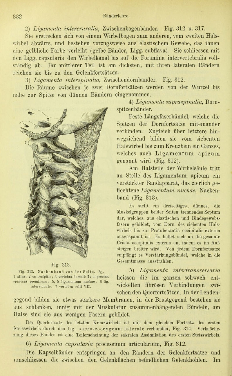 2) Ligamenta intercriu^alia, Zwischenbogenbander. Fig. 312 u. 317. Sie erstrecken sich von einem Wirbelbogen zum anderen, vom zweiten Hals- wirbel abwärts, nnd bestehen vorzugsweise aus elastischem Gewebe, das ihnen eine gelbliche Farbe verleiht (gelbe Bänder, Ligg. subflava). Sie schliessen mit den Ligg. capsularia den Wirbelkanal bis auf die Foramina intervertebralia voll- ständig ab. Ihr mittlerer Teil ist am dicksten, mit ihren lateralen Eändern reichen sie bis zu den Gelenkfortsätzen. 3) Ligamenta interspinalia, Zwischendornbänder. Fig. 312. Die Käume zwischen je zwei Dornfortsätzen werden von der Wurzel bis nahe zur Spitze von dünnen Bändern eingenommen. 4) Ligamenta stqjrasjnnalia, Dorn- spitzenbänder. Feste Längsfaserbündel, welche die Spitzen der Dornfortsätze miteinander verbinden. Zugleich über letztere hin- wegziehend bilden sie vom siebenten Halswirbel bis zum Kreuzbein ein Ganzes, welches auch Ligamentum apicum genannt wird (Fig. 312). Am Halsteile der Wirbelsäule tritt an Stelle des Ligamentum apicum ein verstärkter Bandapparat, das zierlich ge- flochtene Ligamentum nuchae, Nacken- band (Fig. 313). Es stellt ein dreiseitiges, dünnes, die Muskelgruppen beider Seiten trennendes Septum dar, welches, aus elastischen und Bindegewebs- fasern gebildet, vom Dorn des siebenten Hals- wirbels bis zur Protuberantia occipitalis externa ausgespannt ist. Es heftet sich an die gesamte Crista occipitalis externa an, indem es im Auf- steigen breiter wird. Von jedem Dornfortsatze empfängt es Yerstärkungsbündel, welche in die Gesamtmasse ausstrahlen, Fig. 313. Nacken band von der Seite. 2/3. 5) Ligamenta intertransveTsaria 1 atlas; 2 OS occipitis; 3 vertebradorsalisl; 4 process. hclSSeU dlC im gaUZCU SChwach CUt- ppinosus prominens; 5, 5 ligamentum nuchae; G lig. • i i, m tt 1 • i interspinale; 7 vertebra colli VII. Wickelten fibröseu Verbindungen zwi- schen den Querfortsätzen. In der Lenden- gegend bilden sie etwas stärkere Membranen, in der Brustgegend bestehen sie aus schlanken, innig mit der Muskulatur zusammenhängenden Bündeln, am Halse sind sie aus wenigen Fasern gebildet. Der Querfortsatz des letzten Kreuzwirbels ist mit dem gleichen Fortsatz des ersten Steisswirbels durch das Lig. sacro-coccygeum laterale verbunden, Fig. 314. Verknöche- rung dieses Bandes ist eine Teilerscheinung der sakralen Assimilation des ersten Steisswirbels. .6) Ligamenta capsularia processuum articularium, Fig. 312. Die Kapselbänder entspringen an den Bändern der Gelenkfortsätze und umschliessen die zwischen den Gelenkflächen befindlichen Gelenkhöhlen. Im Fig. 313.