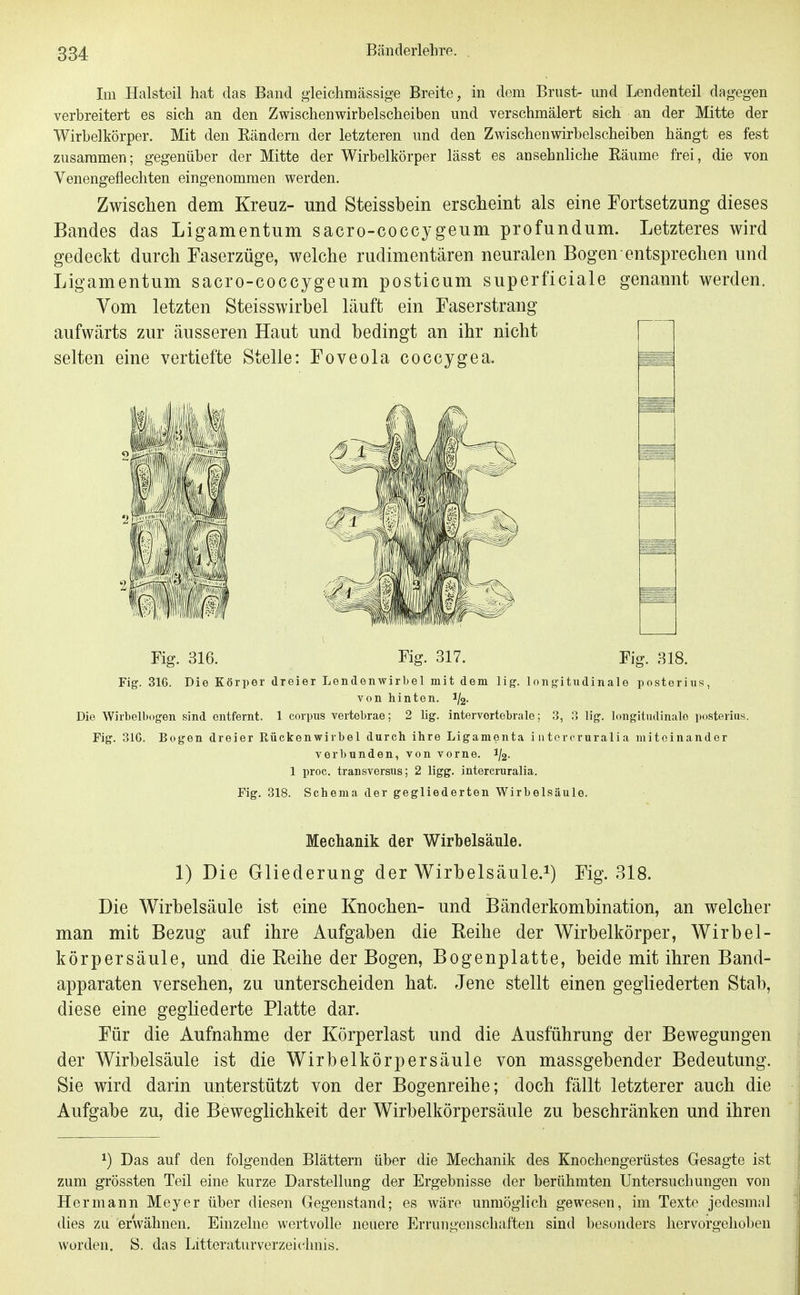 Im Halsteil hat das Band gleiclimässige Breite, in dem Brust- mid Lendenteil dagegen verbreitert es sich an den Zwischenwirbelscheiben und verschmälert sich an der Mitte der Wirbelkörper. Mit den Bändern der letzteren und den Zwischenwirbelscheiben hängt es fest zusammen; gegenüber der Mitte der Wirbelkörper lässt es ansehnliche Eäume frei, die von Venengeflechten eingenommen werden. Zwischen dem Kreuz- und Steissbein erscheint als eine Fortsetzung dieses Bandes das Ligamentum sacro-coccygeum profundum. Letzteres wird gedeckt durch Faserzüge, welche rudimentären neuralen Bogen entsprechen und Ligamentum sacro-coccygeum posticum superficiale genannt werden. Vom letzten Steisswirbel läuft ein Faserstrang aufwärts zur äusseren Haut und bedingt an ihr nicht selten eine vertiefte Stelle: Foveola coccygea. Fig. 316. Fig. 317. Fig. 318. Fig. 316. Die Körper dreier Lendenwirbel mit dem \ig. long'itudinale posterius, von liinten. 1/2. Die Wirbelbogen sind entfernt. 1 corpus vertebrae; 2 Mg. intervortebralo; 3, 3 lig. longitndinale posterius. Fig. 31G. Bogen dreier Rückenwirbel durch ihre Ligamenta i ntercruralia miteinander verbunden, von vorne. 1/2. 1 proc. transversus; 2 ligg. intercruralia. Fig. 318. Schema der gegliederten Wirbelsäule. Mechanik der Wirbelsäule. 1) Die Gliederung der Wirbelsäule.^) Fig. 318. Die Wirbelsäule ist eine Knochen- und Bänderkombination, an welcher man mit Bezug auf ihre Aufgaben die Eeihe der Wirbelkörper, Wirbel- körpersäule, und die Reihe der Bogen, Bogenplatte, beide mit ihren Band- apparaten versehen, zu unterscheiden hat. Jene stellt einen gegliederten Stab, diese eine gegliederte Platte dar. Für die Aufnahme der Körperlast und die Ausführung der Bewegungen der Wirbelsäule ist die Wirbelkörpersäule von massgebender Bedeutung. Sie wird darin unterstützt von der Bogenreihe; doch fällt letzterer auch die Aufgabe zu, die Beweglichkeit der Wirbelkörpersäule zu beschränken und ihren 1) Das auf den folgenden Blättern über die Mechanik des Knochengerüstes Gesagte ist zum gTÖssten Teil eine kurze Darstellung der Ergebnisse der berühmten Untersuchungen von Hermann Meyer über diesen Gegenstand; es wäre unmöglich gewesen, im Texte jedesmal dies zu erwähnen. Einzelne wertvolle neuere Errungenschaften sind besonders hervorgehoben worden. S. das Litteraturverzeicimis,