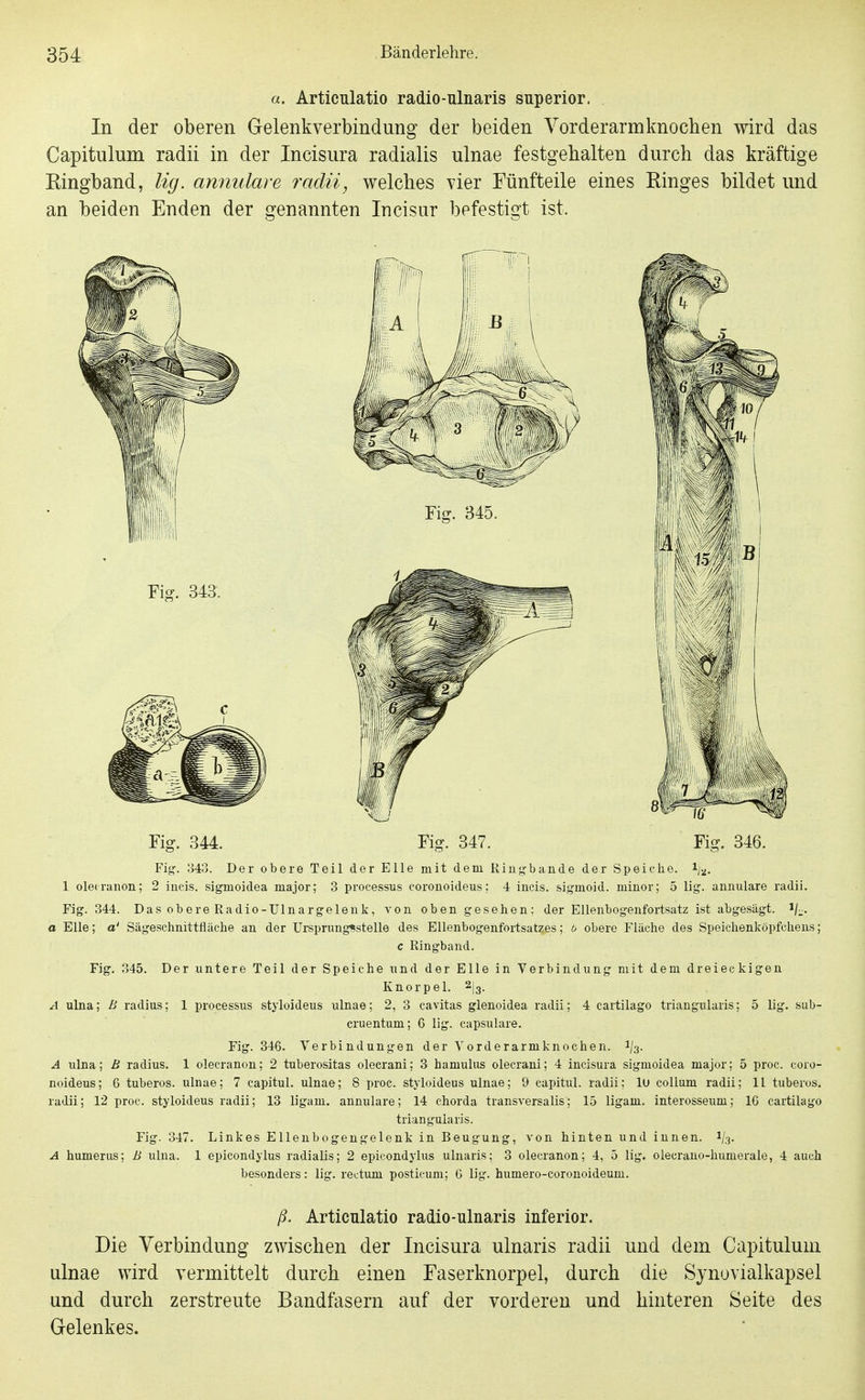 a. Articnlatio radio-nlnaris snperior. In der oberen Gelenkverbindung der beiden Yorderarmknochen wird das Capitulum radii in der Incisura radialis ulnae festgehalten durch das kräftige Ringband, lig. annulare radii, welches vier Fünfteile eines Ringes bildet und an beiden Enden der genannten Incisur befestigt ist. Fig. 343. Der obere Teil der Elle mit dem Riugbande der Speiche, l/.j. 1 olecranon; 2 iueis. sjgmoidea major; 3 Processus eoronoideus; 4 incis. sigmoid. minor; 5 lig. aunulare radii. Fig. 344. Das obere Radio-Ulnargelenk, von oben gesehen; der Ellenbogenfortsatz ist abgesägt. Vi- a Elle; a' Sägeschnittfiäche an der ürsprimg^stelle des EUenbogenfortsat^es; b obere Fläche des Speichenköpfchens; c Ringband. Fig. 345. Der untere Teil der Speiche und der Elle in Verbindung mit dem dreieckigen Knorpel. ^\^. A ulna; B radius; 1 Processus styloideus ulnae; 2, 3 cavitas glenoidea radii; 4 cartilago triangularis; 5 lig. sub- cruentum; 6 lig. capsulare. Fig. 346. Verbindungen der Vorderarmknochen. 1/3. A ulna; B radius. 1 olecranon; 2 tuberositas olecrani; 3 hamuliis olecrani; 4 incisura sigmoidea major; 5 proc. eoro- noideus; 6 tuberös, ulnae; 7 capitul. ulnae; 8 proc. styloideus ulnae; 9 capitul. radii; lu collum radii; 11 tuberös, ra'lii; 12 proc. styloideus radii; 13 ligam. aunulare; 14 chorda transversalis; 15 ligam. interosseum; IG cartilago triangularis. Fig. 347. Linkes Ellenbogengelenk in Beugung, von hinten und innen. 1/3. A humerus; B ulna. 1 epicondylus radialis; 2 epicondylus ulnaris; 3 olecranon; 4, 5 lig. olecrano-humerale, 4 auch besonders: lig. reetum postieum; G lig. humero-coronoideum. ß. Articnlatio radio-ulnaris inferior. Die Verbindung zwischen der Incisura ulnaris radii und dem Capitulum ulnae wird vermittelt durch einen Faserknorpel, durch die Synovialkapsel und durch zerstreute Bandfasern auf der vorderen und hinteren Seite des Gelenkes.
