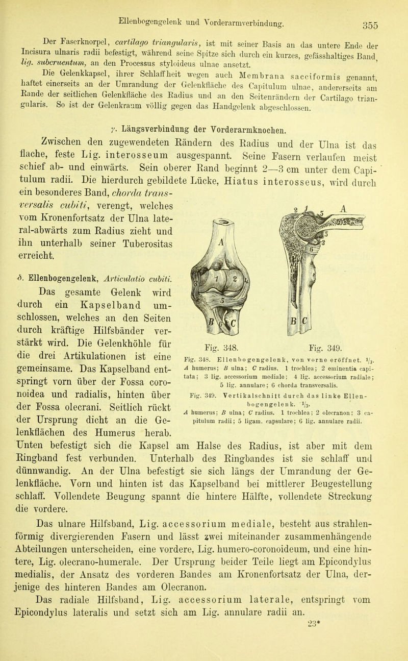 Ellenbogengelenk und Vorderarmverbindung. Der Faserknorpel, carülago triangularis, ist mit seiner Basis an das untere Ende der Incisura ulnaris radii befestigt, während seine Spitze sich durch ein kurzes, gefässhaltiges Band hg. subcruentum, an den Processus styloideus ulnae ansetzt. Die Gelenkkapsel, ihrer Schlaffheit wegen auch Membrana sacciformis genannt, liaftet einerseits an der Umrandung der Gelenkfläche des Capitulum ulnae, andererseits am Eande der seitlichen Gelenkfläche des Kadius und an den Seitenrändern der Cartilago trian- :gnlaris. So ist der Gelenkraum völlig gegen das Handgelenk abgeschlossen. y. Längsverbindung der Vorderarmknochen. Zwischen den zugewendeten Eändern des Eadius und der Ulna ist das flache, feste Lig. interosseum ausgespannt. Seine Fasern verlaufen meist schief ab- und einwärts. Sein oberer Rand beginnt 2—3 cm unter dem Capi- tulum radii. Die hierdurch gebildete Lücke, Hiatus interosseus, wird durch ein besonderes Band, ehorda trajis- versalis cuhiU, verengt, welches 2 i_ . A vom Kronenfortsatz der Ulna late- ral-abwärts zum Radius zieht und ihn unterhalb seiner Tuberositas erreicht. S. Ellenbogengelenk, Articulatio cubiti. Das gesamte Gelenk wird durch ein Kap sei band um- schlossen, welches an den Seiten durch kräftige Hilfsbänder ver- stärkt wird. Die Gelenkhöhle für die drei Artikulationen ist eine gemeinsame. Das Kapselband ent- springt vorn über der Fossa coro- noidea und radialis, hinten über der Fossa olecrani. Seitlich rückt der Ursprung dicht an die Ge- lenkflächen des Humerus herab. Unten befestigt sich die Kapsel am Halse des Radius, ist aber mit dem Ringband fest verbunden. Unterhalb des Ringbandes ist sie schlaff und dünnwandig. An der Ulna befestigt sie sich längs der Umrandung der Ge- lenkfläche. Vorn und hinten ist das Kapselband bei mittlerer Beugestellung schlaff. Vollendete Beugung spannt die hintere Hälfte, vollendete Streckung die vordere. Das ulnare Hilfsband, Lig. accessorium mediale, besteht aus strahlen- förmig divergierenden Fasern und lässt zwei miteinander zusammenhängende Abteilungen unterscheiden, eine vordere, Lig. humero-coronoideum, und eine hin- tere, Lig. olecrano-humerale. Der Ursprung beider Teile liegt am Epicondylus medialis, der Ansatz des vorderen Bandes am Kronenfortsatz der Ulna, der- jenige des hinteren Bandes am Olecranon. Das radiale Hilfsband, Lig. accessorium laterale, entspringt vom Epicondylus lateralis und setzt sich am Lig. annulare radii an. 23* Fig. 348. Fig. 349. Fig. 348. Ellenbo gengelenk, von vorne eröffnet. 1/3. A humerus; ö ulna; C radius. 1 trochlea; 2 eminentia capi- tata ; 3 lig. accessorium mediale; 4 lig. accessorium radiale; 5 lig. annulare; 6 chorda transversalis. Fig. 349. Vertikalschnitt durch das linke Ellen- bogengelenk. 1/3- A humerus; ß ulna; C radius. 1 trochlea; 2 olecranon; 3 ca- pitulum radii; 5 ligam. capsulare; 6 lig. annulare radii.