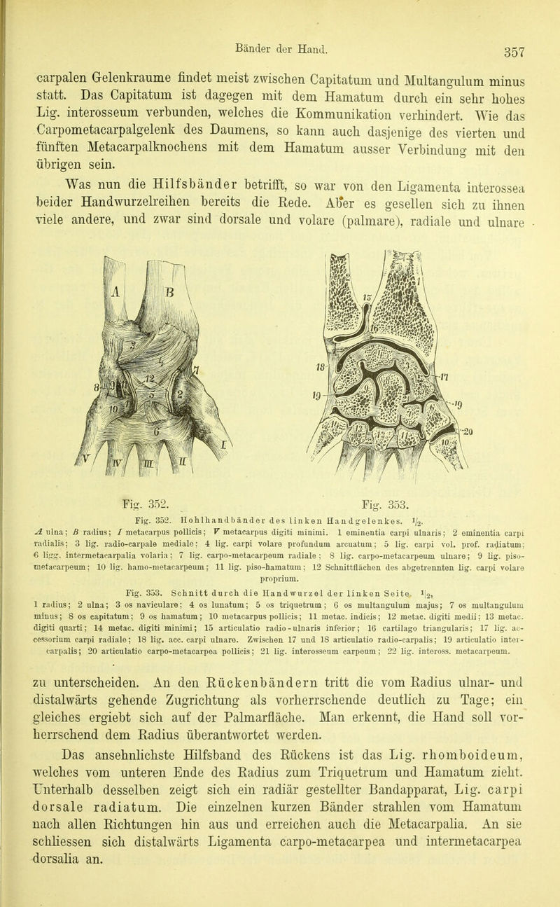 Bänder der Hand. carpalen Gelenkraume findet meist zwischen Capitatum und Multangulum minus statt. Das Capitatum ist dagegen mit dem Hamatum durch ein sehr hohes Lig. interosseum verbunden, welches die Kommunikation verhindert. Wie das Carpometacarpalgelenk des Daumens, so kann auch dasjenige des vierten und fünften Metacarpalknochens mit dem Hamatum ausser Verbindung mit den übrigen sein. Was nun die Hilfsbänder betrifft, so war von den Ligamenta interossea beider Handwurzelreihen bereits die Rede. Ab*er es gesellen sich zu ihnen viele andere, und zwar sind dorsale und volare (palmare), radiale und ulnare Fig. 352. Fig. 353. Fig. 352. Hohlhandbänder des linken Handgelenkes. 1/3. ^ ulna; B radius; / metacarpus pollicis; T metacarpus digiti niinimi. 1 eminentia carpi ulnaiis; 2 eminentia carpi radialis; 3 lig. radio-earpale mediale; 4 lig. carpi volare profunduni areuatum; 5 lig. carpi vol. prof. ra^atuni; 6 ligg. intermetacarpalia volaria: 7 lig. carpo-nietacarpeiim radiale ; 8 lig. carpo-metacarpeum ulnare; 9 lig. piso- metacarpeum; 10 lig. hamo-metacarpeuni; 11 lig. piso-hamatum; 12 Sclmittflächen des abgetrennten lig. carpi volare proprium. Fig. 353. Schnitt durch die Handwurzel der linken Seite i|2, 1 radius; 2 ulna; 3 os naviculare; 4 os lunatum; 5 os triqueti-um; 6 os multangulum majus; 7 os multangulum minus; 8 os capitatum; 9 os hamatum; 10 metacarpus pollicis; 11 metac. indicis; 12 metae. digiti medii; 13 metac. digiti quarti; 14 metac. digiti minimi; 15 articulatio radio-ulnaris inferior; 16 cartilago triangularis; 17 lig. ac- cessorium carpi radiale; 18 lig. acc. carpi ulnare. Zwischen 17 und 18 articulatio radio-carpalis; 19 articulatio inter- carpalis; 20 articulatio carpo-metacarpea pollicis; 21 lig. interosseum carpeum; 22 lig. inteross. metacarpeum. ZU unterscheiden. An den Rückenbändern tritt die vom Radius ulnar- und distalwärts gehende Zugrichtung als vorherrschende deutlich zu Tage; ein gleiches ergiebt sich auf der Palmarfläche. Man erkennt, die Hand soll vor- herrschend dem Radius überantwortet werden. Das ansehnlichste Hilfsband des Rückens ist das Lig. rhomboideum, welches vom unteren Ende des Radius zum Triquetrum und Hamatum zieht. Unterhalb desselben zeigt sich ein radiär gestellter Bandapparat, Lig. carpi dorsale radiatum. Die einzelnen kurzen Bänder strahlen vom Hamatum nach allen Richtungen hin aus und erreichen auch die Metacarpalia. An sie schliessen sich distalwärts Ligamenta carpo-metacarpea und intermetacarpea dorsalia an.