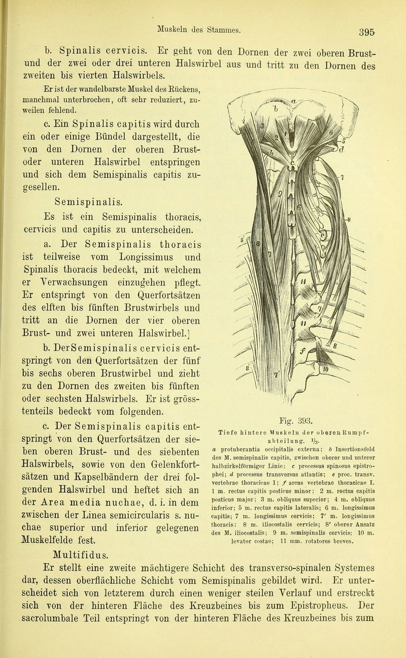 b. Spinalis cervicis. Er geht von den Dornen der zwei oberen Brust- nnd der zwei oder drei unteren Halswirbel aus und tritt zu den Dornen des zweiten bis vierten Halswirbels. Er ist der wandelbarste Muskel des Eückens, manchmal unterbrochen, oft sehr reduziert, zu- weilen fehlend. c. Ein Spinalis capitis wird durch ein oder einige Bündel dargestellt, die von den Dornen der oberen Brust- oder unteren Halswirbel entspringen und sich dem Semispinalis capitis zu- gesellen. Semispinalis. Es ist ein Semispinalis thoracis, cervicis und capitis zu unterscheiden. a. Der Semispinalis thoracis ist teilweise vom Longissimus und Spinalis thoracis bedeckt, mit welchem er Yerwachsungen einzugehen pflegt. Er entspringt von den Querfortsätzen des elften bis fünften Brustwirbels und tritt an die Dornen der vier oberen Brust- und zwei unteren Halswirbel,] b. DerSemispinalis cervicis ent- springt von den Querfortsätzen der fünf bis sechs oberen Brustwirbel und zieht zu den Dornen des zweiten bis fünften oder sechsten Halswirbels. Er ist gröss- tenteils bedeckt vom folgenden. c. Der Semispinalis capitis ent- springt von den Querfortsätzen der sie- ben oberen Brust- und des siebenten Halswirbels, sowie von den Gelenkfort- sätzen und Kapselbändern der drei fol- genden Halswirbel und heftet sich an der Area media nuchae, d. i. in dem zwischen der Linea semicircularis s. nu- chae superior und inferior gelegenen Muskelfelde fest. Multifidus. Er stellt eine zweite mächtigere Schicht des transverso-spinalen Systemes dar, dessen oberflächliche Schicht vom Semispinalis gebildet wird. Er unter- scheidet sich von letzterem durch einen weniger steilen Verlauf und erstreckt sich von der hinteren Eläche des Kreuzbeines bis zum Epistropheus. Der sacrolumbale Teil entspringt von der hinteren Eläche des Kreuzbeines bis zum Fig. 393. Tiefe hintere Muskeln der oberen Rumpf- abteilung'. 1/3. a protuberantia occipitalis externa; b Insertiousfeld des M. semispinalis capitis, zwischen oberer und unterer halbzirkelförmiger Linie; c processus spinosus epistro- phei; d processus transversus atlantis; e proc. transv. vertebrae thoracicae I; / areus vertebrae thoraeicae I. 1 m. rectus capitis posticus minor; 2 m. rectus capitis posticus major; 3 m. obliquus superior; 4 m. obliquus inferior; 5 m. rectus capitis lateralis; 6 m. longissimus capitis; 7 m. longissimus cervicis; T m. longissimus thoracis; 8 m. iliocostalis cervicis; 8' oberer Ansatz des M. iliocostalis; 9 m. semispinalis cervicis; 10 m. levator costae; 11 mm. rotatores breves.