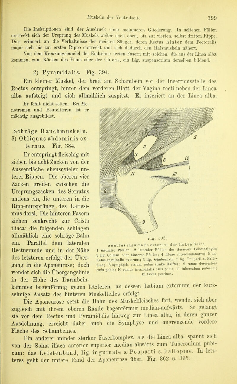 Die Inskriptionen sind der Ausdruck einer metameren Gliederung-. In seltenen Fällen erstreckt sich der Ursprung des Muskels weiter nach oben, bis zur vierten, selbst dritten Rippe. Dies erinnert an die Verhältnisse der meisten Säuger, deren Rectus hinter dem PectoraHs major sich bis zur ersten Rippe erstreckt und sich dadurch den Halsmuskeki nähert. Von dem Kreuzungsbüudel der Endsehne treten Fasern mit solchen, die aus der Linea alba kommen, zum Rücken des Penis oder der Clitoris, ein Lig. Suspensorium derselben bildend. 2) Pyramidalis. Fig. 394. Ein kleiner Muskel, der breit am Schambein vor der Insertionsstelle des Eectus entspringt, hinter dem vorderen Blatt der Vagina recti neben der Linea alba aufsteigt und sich allmählich zuspitzt. Er inseriert an der Linea alba. Er fehlt nicht selten. Bei Mo- notremen und Beuteltieren ist er mächtig ausgebildet. Schräge Bauchmuskeln. 3) Obliquus abdominis ex- te rnus. Fig. 384. Er entspringt fleischig mit sieben bis acht Zacken von der Aussenfläche ebensovieler un- terer Rippen. Die oberen vier Zacken greifen zwischen die Ursprungszacken des Serratus anticus ein, die unteren in die Rippenursprünge des Latissi- mus dorsi. Die hinteren Fasern ziehen senkrecht zur Crista iliaca; die folgenden schlagen allmählich eine schräge Bahn ein. Parallel dem lateralen Rectusrande und in der Nähe des letzteren erfolgt der Über- gang in die Aponeurose; doch wendet sich die Übergangslinie in der Höhe des Darmbein- kammes bogenförmig gegen letzteren, an dessen Labium externum der kurz- sehnige Ansatz des hinteren Muskelteiles erfolgt. Die Aponeurose setzt die Bahn des Muskelfleisches fort, wendet sich aber zugleich mit ihrem oberen Rande bogenförmig median-aufwärts. So gelangt sie vor dem Rectus und Pyramidalis hinweg zur Linea alba, in deren ganzer Ausdehnung, erreicht dabei auch die Symphyse und angrenzende vordere Fläche des Schambeines. Ein anderer minder starker Faserkomplex, als die Linea alba, spannt sich von der Spina iliaca anterior superior median-abwärts zum Tuberculum pubi- cum: das Leistenband, lig. inguinale s. Pouparti s. Fallopiae. In letz- teres geht der untere Rand der Aponeurose über. Fig. 362 u. 395. Aiinulus iiiguinalis exteruus der linken Seite. 1 medialer Pfeiler; 2 lateraler Pfeiler des äusseren Leistenringes; 3 lig. CoUesii oder hinterer Pfeiler; 4 fibrae intercolumnares; 5 an- nulus inguinalis externus; 6 lig. Gimbernati; 7 lig. Pouparti s. Fallo- piae; 8 Symphysis ossium pubis (linke Hälfte); 9 ramus descendens ossis pubis; 10 ramus horizontalis ossis pubis; 11 tuberculum pubicum; 12 fascia pectinea.