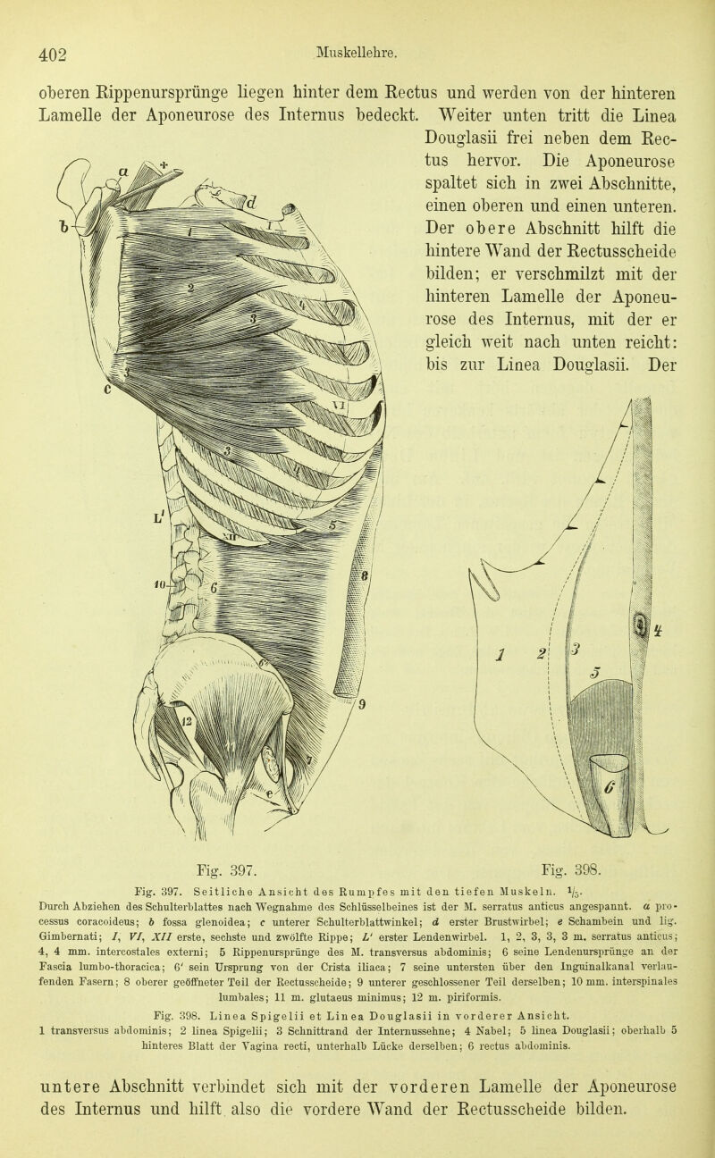 oberen RippenurSprünge liegen hinter dem Rectus und werden von der hinteren Lamelle der Aponeurose des Internus bedeckt. Weiter unten tritt die Linea Douglasii frei neben dem Rec- tus hervor. Die Aponeurose spaltet sich in zwei Abschnitte, einen oberen und einen unteren. Der obere Abschnitt hilft die hintere Wand der Rectusscheide bilden; er verschmilzt mit der hinteren Lamelle der Aponeu- rose des Internus, mit der er gleich weit nach unten reicht: bis zur Linea Douöiasii. Der Fig. 397. Fig. 398. Fig. 397. Seitliche Ansicht des Rumpfes mit den tiefen Muskeln. 1/5. Durch Abziehen des Schulterblattes nach Wegnahme des Schlüsselbeines ist der M. serratus anticus angespannt, a Pro- cessus coracoideus; b fossa glenoidea; c unterer Schulterblattwinkel; d erster Brustwirbel; e Schambein und lig. Gimbemati; /, F/, XII erste, sechste und zwölfte Rippe; L' erster Lendenwirbel. 1, 2, 3, 3, 3 m. serratus anticus; 4, 4 mm. intercostales externi; 5 Rippenursprünge des M. transversus abdominis; 6 seine Leudenursprünge an der Fascia lumbo-thoracica; 6' sein Ursprung von der Crista iliaca; 7 seine untersten über den Inguinalkanal verlau- fenden Fasern; 8 oberer geöffneter Teil der Rectusscheide; 9 unterer geschlossener Teil derselben; 10 mm. interspinales lumbales; 11 m. glutaeus minimus; 12 m. piriformis. Fig. 398. Linea Spigelii et Linea Douglasii in vorderer Ansicht. 1 transversus abdominis; 2 linea Spigelii; 3 Schnittrand der Internussehne; 4 Nabel; 5 linea Douglasii; oberhalb 5 hinteres Blatt der Vagina recti, unterhalb Lücke derselben; 6 rectus abdominis. untere Abschnitt verbindet sich mit der vorderen Lamelle der Aponeurose des Internus und hilft also die vordere Wand der Rectusscheide bilden.