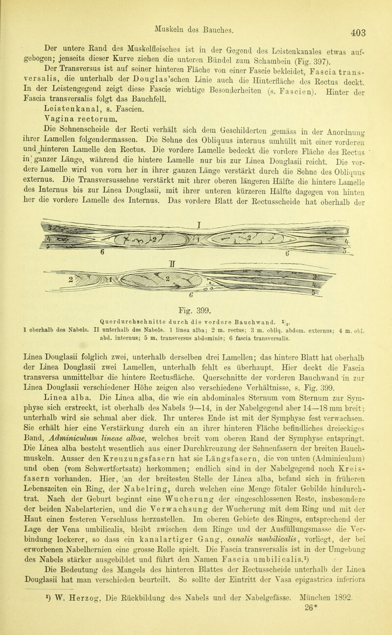 Der untere Eand des Muskelüeisclies ist iu der Gegend des Loistenkanales etwas auf- gebogen; jenseits dieser Kurve ziehen die unteren Bändel zum Schambein (Fig. 397). Der Transversus ist auf seiner hinteren Fläche von einer Fascie bekleidet^Fascia trans- versalis, die unterhalb der Douglas'schen Linie auch die Hinterfläche des Eectus deckt. In der Leistengegend zeigt diese Fascie wichtige Besonderheiten (s. Fascien). Hinter der Fascia transversalis folgt das Bauchfell. Leistenkanal, s. Fascien. Vagina rectorum. Die Sehnenscheide der Eecti verhält sich dem Geschilderten o-emäss in der Anordnung ihrer Lamellen folgendermassen. Die Sehne des Obliquus internus umhüllt mit einer vorderen und^hinteren Lamelle den Eectus. Die vordere Lamelle bedeckt die vordere Fläche des Eectus in; ganzer Länge, während die hintere Lamelle nur bis zur Linea Douglasii reicht. Die vor- dere Lamelle wird von vorn her in ihrer ganzen Länge verstärkt durch die Sehne des Obliquus externus. Die Transversussehne verstärkt mit ihrer oberen längeren Hälfte die hintere Lamelle des Internus bis zur Linea Douglasii, mit ihrer unteren kürzeren Hälfte dagegen von hinten her die vordere Lamelle des Internus. Das vordere Blatt der Eectusscheide hat oberhalb der 1 oberhalb des Nabels. II unterhalb des Nabels. 1 linea alba; 2 m. rectus; 3 m. obliq. abdom. externus; 4 m. obl. abd. internus; 5 m. transversus abdominis; 6 fascia transversalis. Linea Douglasii folglich zwei, unterhalb derselben drei Lamellen; das hintere Blatt hat oberhalb der Linea Douglasii zwei Lamellen, unterhalb fehlt es überhaupt. Hier deckt die Fascia transversa unmittelbar die hintere Eectusfläche. Querschnitte der vorderen Bauch wand in zur Linea Douglasii verschiedener Höhe zeigen also verschiedene Verhältnisse, s. Fig. 399. Linea alba. Die Linea alba, die wie ein abdominales Sternum vom Sternum zur Sym- physe sich erstreckt, ist oberhalb des Nabels 9—14, in der Nabelgegend aber 14—18 mm breit; unterhalb wird sie schmal aber dick. Ihr unteres Ende ist mit der Symphyse fest verwachsen. Sie erhält hier eine Verstärkung durch ein an ihrer hinteren Fläche befindliches dreieckiges Band, Adminiculum lineae albae, welches breit vom oberen Eand der Symphyse entspringt. Die Linea alba besteht wesentlich aus einer Durchkreuzung der Sehnenfasern der breiten Bauch- muskeln. Ausser den Kreuzungsfasern hat sie Längsfasern, die von unten (Adminiculum) und oben (vom Schwertfortsatz) herkommen; endlich sind in der Nabelgegend noch Kreis- fasern vorhanden. Hier, [an der breitesten Stelle der Linea alba, befand sich in fiüheren Lebenszeiten ein Eing, der Nabelring, durch welchen eine Menge fötaler Gebilde hindurch- trat. Nach der Geburt beginnt eine Wucherung der eingeschlossenen Eeste, insbesondere der beiden Nabelarterien, und die Verwachsung der Wucherung mit dem Eing und mit der Haut einen festeren Verschluss herzustellen. Im oberen Gebiete des Einges, entsprechend der Lage der Vena umbilicalis, bleibt zwischen dem Einge und der Ausfüllungsmasse die Ver- bindung lockerer, so dass ein kanalartiger Gang, canalis umbilicdlis, vorliegt, der bei ■erworbenen Nabelhernien eine grosse Eolle spielt. Die Fascia transversalis ist in der Umgebung des Nabels stärker ausgebildet und führt den Namen Fascia umbilicalis.^) Die Bedeutung des Mangels des hinteren Blattes der Eectusscheide unterhalb der Linea Douglasii hat man verschieden beurteilt. So soUte der Eintritt der Vasa epigastrica iuferiora ^) W. Herzog, Die Eückbildung des Nabels und der Nabelgefässe. München 1892. 26*