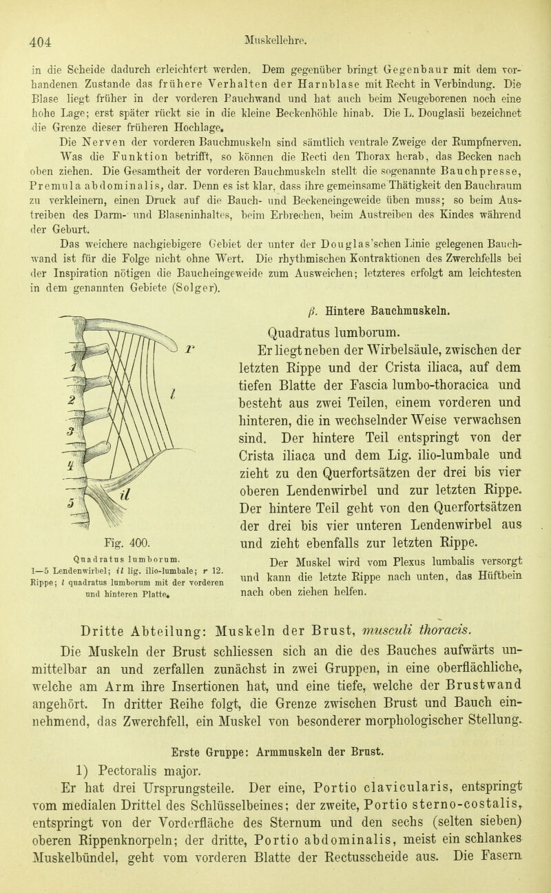 in die Scheide dadurch erleichtert werden. Dem gegenüber bringt Gegenbaür mit dem vor- handenen Zustande das frühere Verhalten der Harnblase mit Kecht in Verbindung. Die Blase liegt früher in der vorderen Eauchwand und hat auch beim Neugeborenen noch eine hohe Lage; erst später rttcl^t sie in die Meine Beckenhöhle hinab. Die L. Douglasii bezeichnet die Grenze dieser früheren Hochlage, Die Nerven der vorderen Bauchmuskeln sind sämtlich ventrale Zvreige der Eumpfnerven. Was die Funktion betrifft, so können die Kecti den Thorax herab, das Becken nach oben ziehen. Die Gesamtheit der vorderen Bauchmuskeln stellt die sogenamite Bauchpresse, Premiila abdominalis, dar. Denn es ist klar, dass ihre gemeinsame'Thätigkeit den Bauchraum zu verkleinern, einen Druck auf die Bauch- und Beckeneingeweide üben muss; so beim Aus- treiben des Darm- und Blaseninhaltes, beim Erbrechen, beim Austreiben des Kindes während der Geburt. Das weichere nachgiebigere Gebiet der unter der Douglas'sehen Linie gelegenen Bauch- wand ist für die Folge nicht ohne Wert. Die rhythmischen Kontraktionen des Zwerchfells bei der Inspiration nötigen die Baucheingeweide zum Ausweichen; letzteres erfolgt am leichtesten in dem genannten Gebiete (Solger). ß. Hintere Banchmuskeln. Quadratus lumborum. Er liegt neben der Wirbelsäule, zwischen der letzten Eippe und der Crista iliaca, auf dem tiefen Blatte der Fascia lumbo-thoracica und besteht aus zwei Teilen, einem vorderen und hinteren, die in wechselnder Weise verwachsen sind. Der hintere Teil entspringt von der Crista iliaca und dem Lig. ilio-lumbale und zieht zu den Querfortsätzen der drei bis vier oberen Lendenwirbel und zur letzten Kippe. Der hintere Teil geht von den Querfortsätzen der drei bis vier unteren Lendenwirbel aus und zieht ebenfalls zur letzten Rippe. Der Muskel wird vom Plexus lumbalis versorgt und kann die letzte Kippe nach unten, das Hüftbein nach oben ziehen helfen. Dritte Abteilung: Muskeln der Brust, musculi thoracis. Die Muskeln der Brust schliessen sich an die des Bauches aufwärts un- mittelbar an und zerfallen zunächst in zwei Gruppen, in eine oberflächliche,, welche am Arm ihre Insertionen hat, und eine tiefe, welche der Brust wand angehört. In dritter Reihe folgt, die Grenze zwischen Brust und Bauch ein- nehmend, das Zwerchfell, ein Muskel von besonderer morphologischer Stellung. Erste Gruppe: Armmnskeln der Brust. 1) Pectoralis major. Er hat drei Ursprungsteile. Der eine, Portio clavicularis, entspringt vom medialen Drittel des Schlüsselbeines; der zweite, Portio sterno-costalis,, entspringt von der Yorderfläche des Sternum und den sechs (selten sieben) oberen Rippenknorpeln; der dritte, Portio abdominalis, meist ein schlankes Muskelbündel, geht vom vorderen Blatte der Rectusscheide aus. Die Fasern Fig. 400. Quadratus lumborum. 1—5 Lendenwirbel; il lig. ilio-lumbale; r 12. Eippe; l quadratus lumborum mit der vorderen und hinteren Platte,