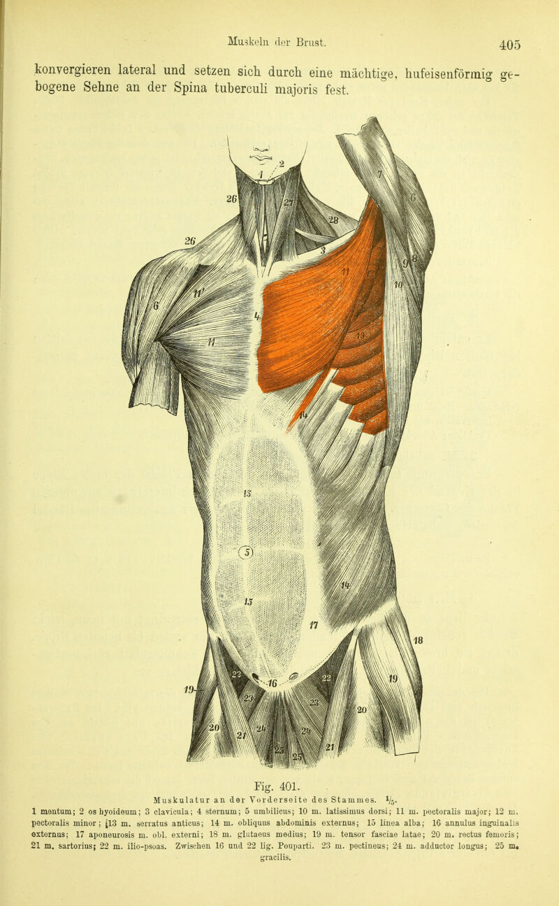 konvergieren lateral und setzen sicli durcli eine mächtige, hufeisenförmig ge- bogene Sehne an der Spina tuberculi majoris fest. Fig. 401. Muskulatur an der Vorderseite des Stammes, i/ö- 1 mentum; 2 oshyoideum; 3 clavicula; 4 sternum; 5 umbilicus; 10 m. latissimus dorsi; 11 m. pectoralis major; 12 m. pectoralis minor; |13 m. serratus anticus; 14 m. obliquus abdomiuis externus; 15 liuea alba; 16 annulus inguinalis externus; 17 aponeurosis m. obl. externi; 18 m. glutaeus medius; 19 m. tensor fasciae latae; 20 m. rectus femoris; 21 m. sartorius; 22 m. ilio-psoas. Zwischen 16 und 22 lig. Pouparti. 23 m. pectineus; 24 m. adductor longus; 25 m, gracilis.