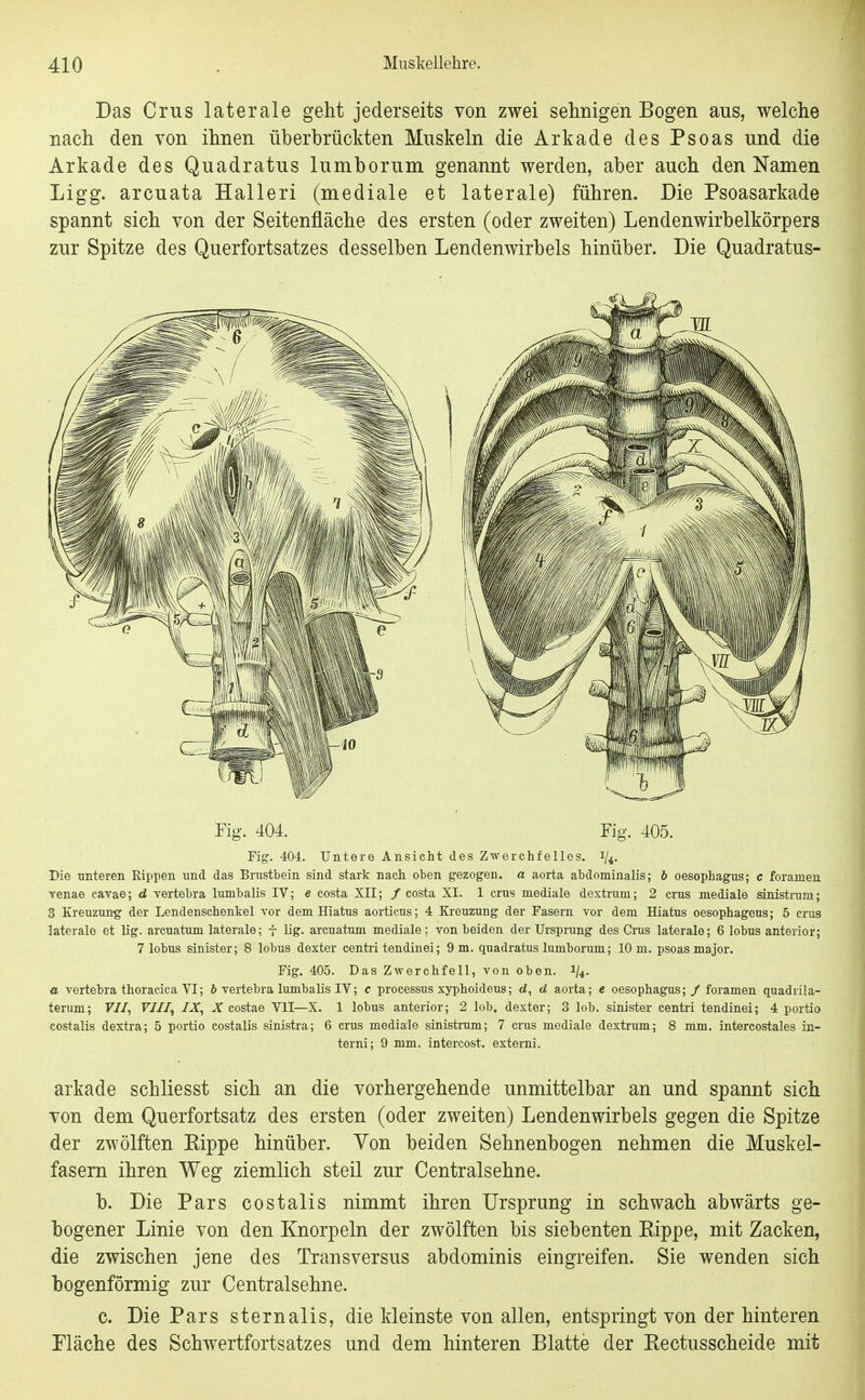 Das Crus laterale geht jederseits von zwei sehnigen Bogen aus, welche nach den von ihnen überbrückten Muskeln die Arkade des Psoas und die Arkade des Quadratus lumborum genannt werden, aber auch den Namen Ligg. arcuata Halleri (mediale et laterale) führen. Die Psoasarkade spannt sich von der Seitenfläche des ersten (oder zweiten) Lendenwirbelkörpers zur Spitze des Querfortsatzes desselben Lendenwirbels hinüber. Die Quadratus- Fig. 404. Fig. 405. Fig. 404. Untere Ansicht des Zwerchfelles, i/^. Die -unteren Rippen und das Brustbein sind stark nach oben gezogen, a aorta abdominalis; 6 Oesophagus; c foramen Tenae cavae; d vertebra lumbalis IV; e costa XII; / costa XI. 1 crus mediale dextrum; 2 crus mediale sinistrum; 3 Kreuzung der Lendenschenkel vor dem Hiatus aorticus; 4 Kreuzung der Fasern vor dem Hiatus oesophageus; 5 crus laterale et lig. arcuatum laterale; f Ug. arcuatum mediale; von beiden der Ursprung des Crus laterale; 6 lobus anterior; 7 lobus sinister; 8 lobus dexter centri tendinei; 9 m. quadratus lumborum; 10 m. psoas major. Fig. 405. Das Zwerchfell, von oben. i/^. a vertebra thoracica VI; 6 vertebra lumbalis IV; c Processus xyphoideus; d, d aorta; e Oesophagus; / foramen quadrila- terum; F//, F///, IX, costae VII—X. 1 lobus anterior; 2 lob. dexter; 3 lob. sinister centri tendinei; 4 portio costalis dextra; 5 portio costalis sinistra; 6 crus mediale sinistrum; 7 crus mediale dextrum; 8 mm. intercostales in- terni; 9 mm. intercost. externi. arkade schliesst sich an die vorhergehende unmittelbar an und spannt sich von dem Querfortsatz des ersten (oder zweiten) Lendenwirbels gegen die Spitze der zwölften Rippe hinüber. Von beiden Sehnenbogen nehmen die Muskel- fasern ihren Weg ziemlich steil zur Centraisehne. b. Die Pars costalis nimmt ihren Ursprung in schwach abwärts ge- bogener Linie von den Knorpeln der zwölften bis siebenten Kippe, mit Zacken, die zwischen jene des Transversus abdominis eingreifen. Sie wenden sich bogenförmig zur Centraisehne. c. Die Pars sternalis, die kleinste von allen, entspringt von der hinteren Fläche des Schwertfortsatzes und dem hinteren Blatte der Rectusscheide mit