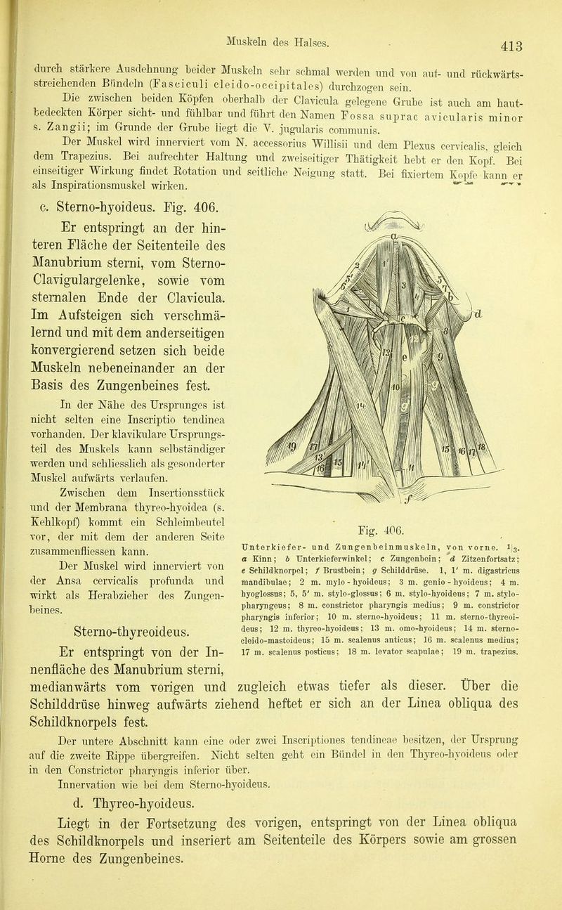 durch stärkere Ausdehnung beider Muskeln sehr schmal werden und von auf- und rückwärts- streichenden Bündeln (Fasciculi cleido-occipitales) durchzogen sein. Die zwischen beiden Köpfen oberhalb der Clavicula gelegene Grube ist auch am haut- bedeckten Körper sieht- und fühlbar und führt den Namen Fossa suprac avicularis minor s. Zangii; im Grunde der Grube liegt die V. jugularis communis. Der Muskel wird innerviert vom N. accessorius Willisii und dem Plexus cervicalis, gleich dem Trapezius. Bei aufrechter Haltung und zweiseitiger Thätigkeit hebt er den Kopf. Bei einseitiger Wirkung findet Eotation und seitliche Neigung statt. Bei fixiertem Kopfe kann er als Inspirationsmuskel wirken. ^'^ c. Stemo-hyoideus. Fig. 406. Er entspringt an der hin- teren Fläclie der Seitenteile des Manubrium sterni, vom Sterno- Clavigulargelenke, sowie vom stemalen Ende der Clavicula. Im Aufsteigen sich verschmä- lernd und mit dem anderseitigen konvergierend setzen sich beide Muskeln nebeneinander an der Basis des Zungenbeines fest. In der Nähe des Ursprunges ist nicht selten eine Inscriptio tendinea vorhanden. Der klavikulare Ursprungs- teil des Muskels kann selbständiger werden und schliesslich als gesonderter Muskel aufwärts verlaufen. Zwischen dem Insertionsstück und der Membrana thyreo-hyoidea (s. Kehlkopf) kommt ein Schleimbeutel vor, der mit dem der anderen Seite zusammenfliessen kann. Der Muskel wird innerviert von der Ansa cervicalis profunda und wirkt als Herabzieher des Zungen- beines. Sterno-thyreoideus. Er entspringt von der In- nenfläche des Manubrium sterni, medianwärts vom vorigen und zugleich etwas tiefer als dieser. Uber die Schilddrüse hinweg aufwärts ziehend heftet er sich an der Linea obliqua des Schildknorpels fest. Der untere Abschnitt kann eine oder zwei Inscriptiones tendineae besitzen, der Ursprung auf die zweite Eippe übergreifen. Nicht selten geht em Bündel in den Thyreo-hyoideus oder in den Constrictor pharyngis inferior über. Innervation wie bei dem Sterno-hyoideus. d. Thyreo-hyoideus. Liegt in der Fortsetzung des vorigen, entspringt von der Linea obliqua des Schildknorpels und inseriert am Seitenteile des Körpers sowie am grossen Home des Zungenbeines. Fig. 406. Unterkiefer- und Zungenbeinmuskeln, von vorne. 1I3. a Kinn; b XJnterkieferwinkel; c Zungenbein; d Zitzenfortsatz; e Schildknorpel; /Brustbein; g Schilddrüse. 1, 1' m. digastricus mandibulae; 2 m. mylo-hyoideus; 3 m. genio - hyoideus; 4 m. hyoglossns; 5, 5' m. stylo-glossus; 6 m. stylo-hyoideus; 7 m. stylo- pharyngeus; 8 m, constrictor pharyngis medius; 9 m. constrictor pharyngis inferior; 10 m. sterno-hyoideus; 11 m. sterno-thyreoi- deus; 12 m. thyreo-hyoideus; 13 m. omo-hyoideus; 14 m. sterno- cleido-mastoideus; 15 m. scalenus anticus; 16 m. scalenus medius; 17 m. scalenus posticus; 18 m. levator scapulae; 19 m. trapezius.
