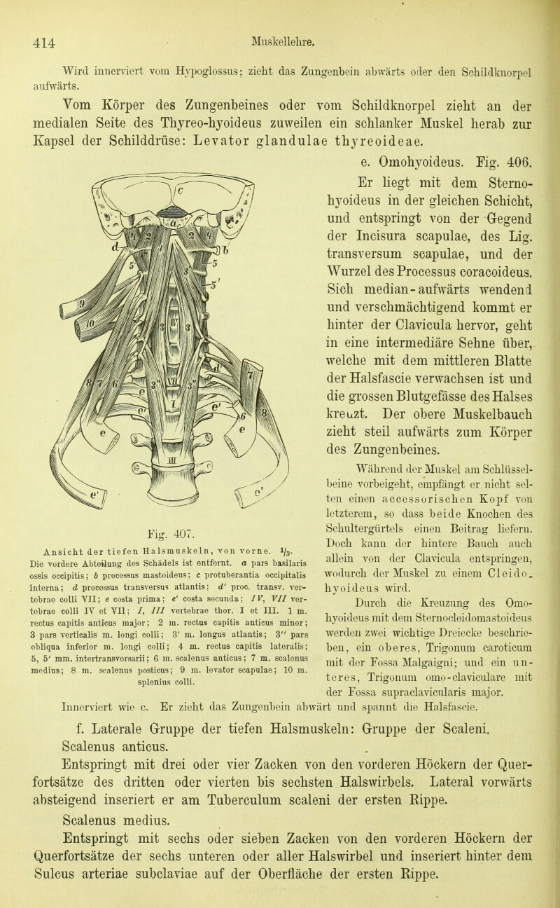 Wird innerviert vom Hypoglossus; zieht das Zungenbein abwärts oder , den Schildknorpel aufwärts. Vom Körper des Zungenbeines oder vom Schildknorpel zieht an der medialen Seite des Thyreo-hyoideus zuweilen ein schlanker Muskel herab zur Kapsel der Schilddrüse: Levator glandulae thyreoideae. e. Omohyoideus. Fig. 406. Er liegt mit dem Sterno- hyoideus in der gleichen Schicht, und entspringt von der G-egend der Incisura scapulae, des Lig. transversum scapulae, und der Wurzel des Processus coracoideus. Sich median-aufwärts wendend und verschmächtigend kommt er hinter der Clavicula hervor, geht in eine intermediäre Sehne über, welche mit dem mittleren Blatte der Halsfascie verwachsen ist und die grossen Blutgefässe des Halses kreuzt. Der obere Muskelbauch zieht steil aufwärts zum Körper des Zungenbeines. Während der Muskel am Schlüssel- beine vorbeigeht, empfängt er nicht sel- ten einen accessorischen Kopf von letzterem, so dass beide Knochen des Schultergürtels einen Beitrag liefern. Doch kann der hintere Bauch auch allein von der Clavicula entspringen, wodurch der Muskel zu einem Cleido. hyoideus wird. Durch die Kreuzung des Omo- hyoideus mit dem Sternocleidomastoideus werden zwei wichtige Dreiecke beschrie- ben, ein oberes, Trigonum caroticum mit der Fossa Malgaigni; und ein un- teres, Trigonum omo-claviculare mit Fig. 407. Ansicht der tiefen Halsmuskeln, von vorne. 1/3. Die vordere Abteilung des Schädels ist entfernt, a pars basilaris ossis occipitis; b Processus mastoideus; c protuberantia occipitalis interna; d Processus transversus atlantis; d' proc, transv. ver- tebrae colli VII; e costa prima; e' Costa secunda; IV, VII ver- tebrae colli IV et VII; /, /// vertebrae thor. I et III. 1 m. rectus capitis anticus major; 2 m. rectus capitis anticus minor; 3 pars verticalis m. long! colli; 3' m. longus atlantis; 3 pars obliqua inferior m. longi colli; 4 m. rectus capitis lateralis; 5, 5' mm. intei-transversarii; 6 m. sealenus anticus; 7 m. scalenus medius; 8 m. scalenus posticus; 9 m. levator scapulae; 10 m. splenius colli. Innerviert wie c. der Fossa sujjraclavicularis major. Er zieht das Zungenbein abwärt und spannt die Halsfascie. f. Laterale Gruppe der tiefen Halsmuskeln: Gruppe der Scaleni. Scalenus anticus. Entspringt mit drei oder vier Zacken von den vorderen Höckern der Quer- fortsätze des dritten oder vierten bis sechsten Halswirbels. Lateral vorwärts absteigend inseriert er am Tuberculum scaleni der ersten Bippe. Scalenus medius. Entspringt mit sechs oder sieben Zacken von den vorderen Höckern der Querfortsätze der sechs unteren oder aller Halswirbel und inseriert hinter dem Sulcus arteriae subclaviae auf der Oberfläche der ersten Rippe.