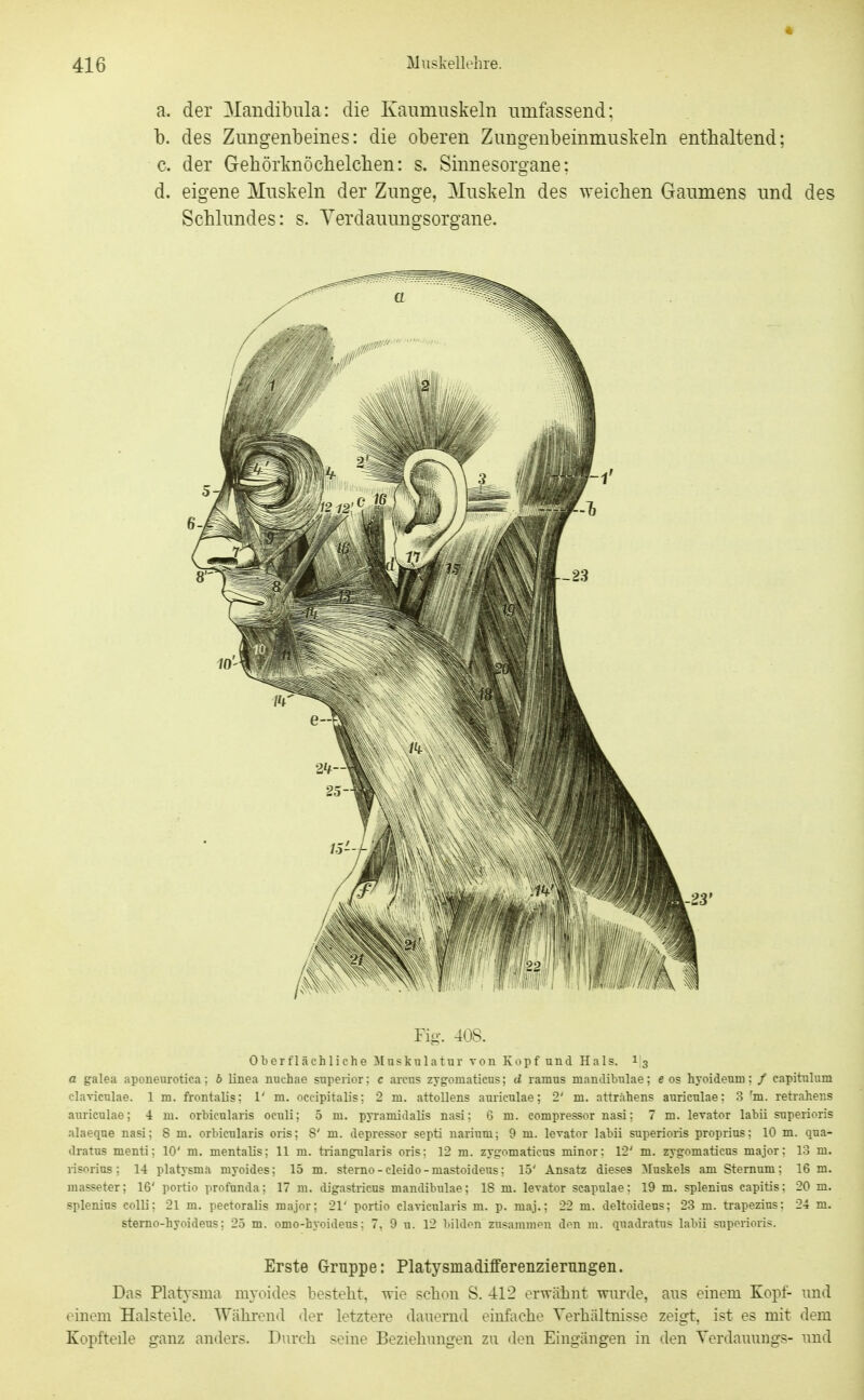 416 Muskellehie. a. der Mandibiüa: die Kaumuskeln umfassend; b. des Zungenbeines: die oberen Zungenbeinmuskeln enthaltend; c. der GehörknÖcbelclien: s. Sinnesorgane: d. eigene Muskeln der Zunge, Muskeln des weichen Gaumens und des Schlundes: s. Yerdauungsorgane. Fig. 408. Oter fläch Ii che Muskulatur von Koi^f und Hals. I 3 a galea aponeurotica; b linea nuchae superior; c arens zygomaticus; d ramus mandibulae; e os hyoideum; / capitnlum claviculae. 1 m. frontalis; 1' m. occipitalis; 2 m. attollens auriculae; 2' m. atträhens anrieulae; 3 ^m. retrahens auriculae; 4 ui. orbicularis oculi; 5 ni. pyramidalis nasi; 6 ni. compressor nasi; 7 m. levator labii snperioris alaeqne nasi; 8 ni. orbicularis oris; S' m. depressor septi nariuni; 9 ni. levator labii superioris proprins; 10 m. qua- dratus nienti; 10' m. mentalis; 11 m. triangularis oris: 12 m. zygomaticus minor: 12' m. zygomaticus major: 13 m. risorius; 14 Platysma myoides; 15 m. sterno-cleido-mastoideus; 15' Ansatz dieses Muskels amSternum; 16 m. masseter; 16' portio profunda; 17 m. digastricus mandibulae; 18 m. levator seapulae; 19 m. splenius capitis: 20 m. splenins colli; 21 m. peetoralis major; 21' portio elavicularis m. p. maj.; 22 m. deltoideus; 23 m. trapezius: 24 m. sterno-hyoideus; 25 m. omo-hyoideus: 7, 9 n. 12 bilden zusammen df^i in. qnadratus labii snperioris. Erste Gruppe: Platysmadifferenzieruiigeii. Das Platysma myoides bestellt, Tyie schon S. 412 orwäbiit -vyurde, ans einem Kopf- und (^inem Halsteile. Während der letztere dauernd einfache Verhältnisse zeigt, ist es mit dem Kopfteile ganz anders. Durch seine Beziehungen zu den Eingängen in den Verdauungs- und