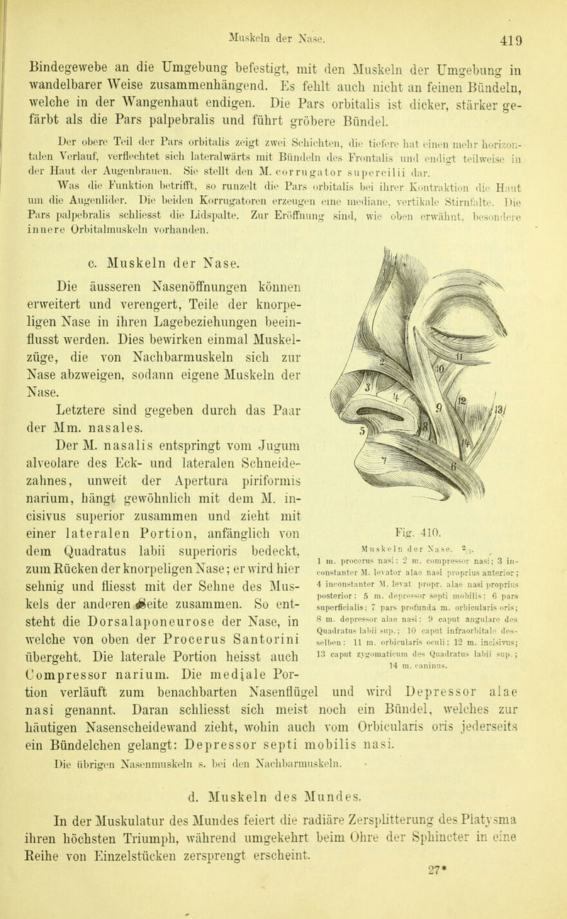Bindegewebe an die Umgebung befestigt, mit den Muskeln der Umgebung in wandelbarer Weise zusammenhängend. Es fehlt auch nicht an feinen Bündeln, welche in der Wangenhaut endigen. Die Pars orbitalis ist dicker, stärker ge- färbt als die Pars palpebralis und führt gröbere Bündel. Der obere Teil der Pars orbitalis zeigt zwei Schichten, die tiefere hat einen mehr horizon- talen Verlauf, verflechtet sich lateralwärts mit Bündeln des Frontalis und endigi teilweise in der Haut der Augenbrauen. Sie stellt den M. corrugator supercilii dar. Was die Funktion betrifft, so runzelt die Pars orbitalis bei ihrer Kontraktion die Haut um die Augenlider. Die beiden Korrugatoren erzeugen eme mediane, vertikale Stirnfalte. Die Pars palpebralis schliesst die Lidspalte. Zur Eröffnung sind, wie oben erwähnt, besondere innere Orbitalmuskeln vorhanden. c. Muskeln der Nase. Die äusseren Nasenöfifnungen können erweitert und verengert, Teile der knorpe- ligen Nase in ihren Lagebeziehungen beein- flusst werden. Dies bewirken einmal Muskel- züge, die von Nachbarmuskeln sich zur Nase abzweigen, sodann eigene Muskeln der Nase. Letztere sind gegeben durch das Paar der Mm. nasales. Der M. nasalis entspringt vom Jugum alveolare des Eck- und lateralen Schneide- zahnes, unweit der Apertura piriformis narium, hängt gewöhnlich mit dem M. in- cisivus superior zusammen und zieht mit einer lateralen Portion, anfänglich von dem Quadratus labii superioris bedeckt, zum Rücken der knorpeligen Nase; er wird hier sehnig und fliesst mit der Sehne des Mus- kels der anderen Seite zusammen. So ent- steht die Dorsalaponeurose der Nase, in welche von oben der Procerus Santorini übergeht. Die laterale Portion heisst auch Fig. 410. Muskeln der Nase. 2,^. 1 III. procerus nasi: 2 m. compressor nasi; 3 in- constanter M. levator alae nasi proprius anterior; 4 ineonstanter M. levat propr. alae nasi proprius posterior: 5 m. depressor septi mobilis: 6 pars superficialis; 7 pars profunda m. orbicularis oris; 8 m. depressor alae nasi: 9 caput angulare des Quadratus laliii sup.; 10 caput infraorbitalf des- selben: 11 m. orbicularis oeuli; 12 m. incisivus; 13 caput zygomaticum des Quadratus labii sup.; 14 m. caninus. Compressor narium. Die mediale Por- tion verläuft zum benachbarten Nasenflügel und wird Depressor alae nasi genannt. Daran schliesst sich meist noch ein Bündel, welches zur häutigen Nasenscheidewand zieht, wohin auch vom Orbicularis oris jederseits ein Bündelchen gelangt: Depressor septi mobilis nasi. Die übrigen Nasenmuskeln s. bei den Nachbamiuskeln. d. Muskeln des Mundes. In der Muskulatur des Mundes feiert die radiäre Zersplitterung des Platysma ihren höchsten Triumph, während umgekehrt beim Ohre der Sphincter in eine Eeihe von Einzelstücken zersprengt erscheint. 27*