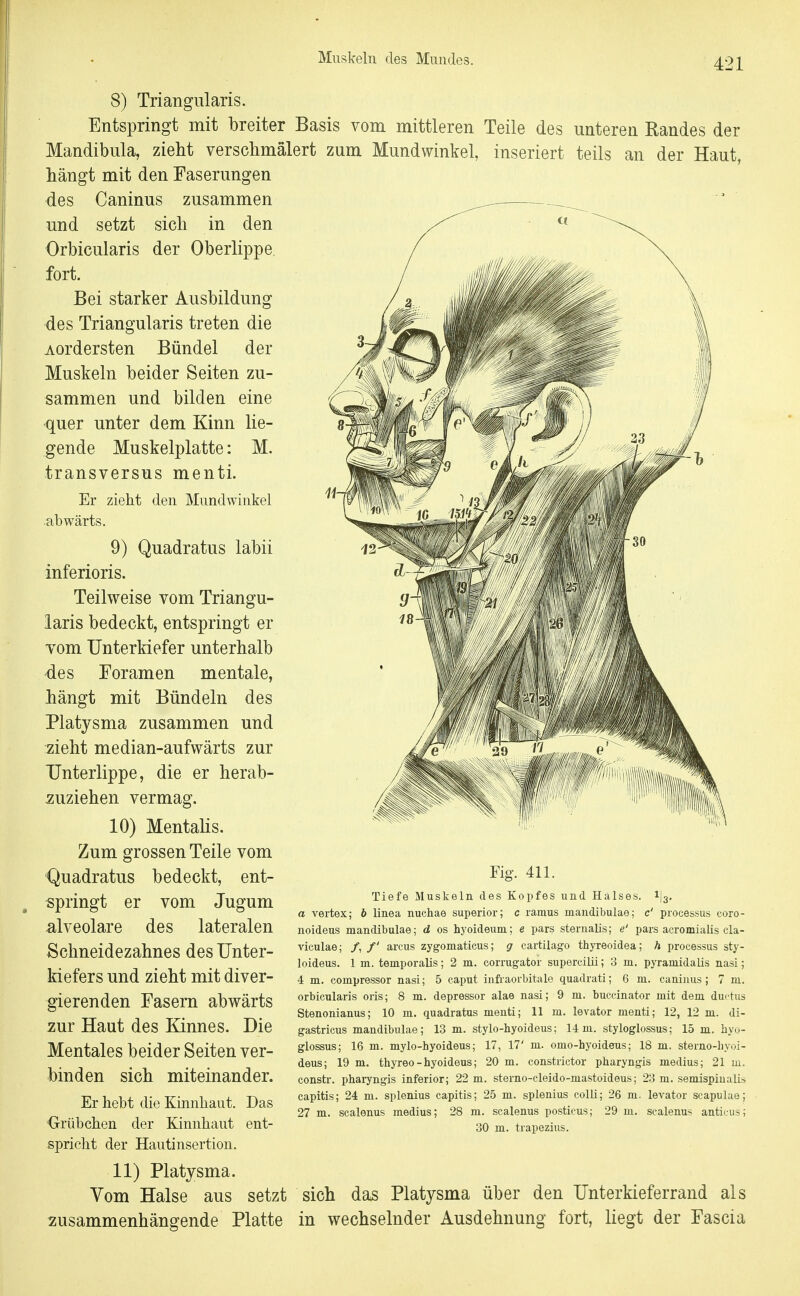 8) Triangiilaris. Entspringt mit breiter Basis vom mittleren Teile des unteren Randes der Mandibula, zieht verschmälert zum Mundwinkel, inseriert teils an der Haut, hängt mit den Faserungen des Caninus zusammen und setzt sich in den Orbicularis der Oberlippe, fort. Bei starker Ausbildung des Triangularis treten die Aordersten Bündel der Muskeln beider Seiten zu- sammen und bilden eine quer unter dem Kinn lie- gende Muskelplatte: M. transversus menti. Er zieht den Mundwinkel abwärts. 9) Quadratus labii inferioris. Teilweise vom Triangu- laris bedeckt, entspringt er vom Unterkiefer unterhalb des Foramen mentale, hängt mit Bündeln des Platysma zusammen und zieht median-aufwärts zur Unterlippe, die er herab- zuziehen vermag. 10) MentaHs. Zum grossen Teile vom Quadratus bedeckt, ent- springt er vom Jugum alveolare des lateralen Schneidezahnes des Unter- kiefers und zieht mit diver- gierenden Fasern abwärts zur Haut des Kinnes. Die Mentales beider Seiten ver- binden sich miteinander. Er hebt die Kinnliaut. Das •Grübchen der Kinnhaut ent- spricht der Hautinsertion. 11) Platysma. Vom Halse aus setzt zusammenhängende Platte Fig. 411. Tiefe Muskeln des Kopfes und Halses. 1I3. a Vertex; 6 linea nuchae superior; c ramus mandibulae; c' Processus coro- noideus mandibulae; d os hyoideum; e pars sternalis; e' pars acromialis cla- viculae; /, /' arcus zygomaticus; g cartilago thyreoidea; h Processus sty- loideus. 1 m. temporalis; 2 m. corrugator supercilü; 3 m. pyramidalis nasi; 4 m. compressor nasi; 5 caput infraorbitale quadrati; 6 m. caninus; 7 m. orbicularis oris; 8 m. depressor alae nasi; 9 m. buccinator mit dem ductus Stenonianus; 10 m. quadratus menti; 11 m. levator menti; 12, 12 m. di- gastricus mandibulae; 13 m. stylo-hyoideus; 14m. styloglossus; 15 m. hvu- glossus; 16 m. mylo-hyoideus; 17, 17' m. omo-hyoideus; 18 m. sterno-hvoi- deus; 19 m. thyreo - hyoideus; 20 m. constrictor pharyngis medius; 21 ui. constr. pharyngis inferior; 22 m. sterno-cleido-mastoideus; 23 m. semispiuaüs capitis; 24 m. splenius capitis; 25 m. splenius colü; 26 m. levator scapulae; 27 m. scalenus medius; 28 m. scalenus postieus; 29 m. scalenus anticiis; 30 m. trapezius. sich das Platysma über den Unterkieferrand als in wechselnder Ausdehnung fort, liegt der Fascia