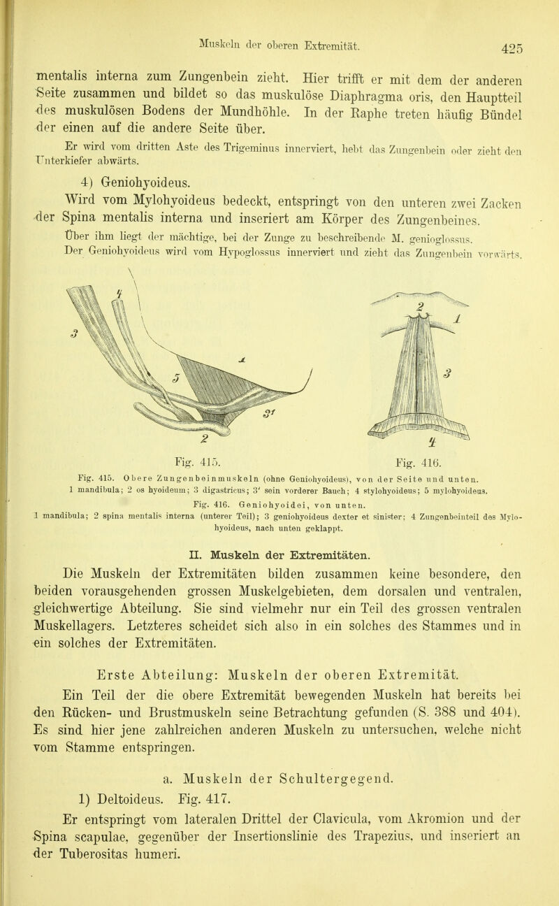 mentalis interna zum Zungenbein zieht. Hier trifft er mit dem der anderen Seite zusammen und bildet so das muskulöse Diaphragma oris, den Hauptteil des muskulösen Bodens der Mundhöhle. In der Raphe treten häufig Bündel der einen auf die andere Seite über. Er wird vom dritten Aste des Trigeminus innerviert, hebt das Zungenbein oder zieht den Unterkiefer abwärts. 4) Geniohyoideus. Wird vom Mylohyoideus bedeckt, entspringt von den unteren zwei Zacken der Spina mentahs interna und inseriert am Körper des Zungenbeines. Über ihm liegt der mächtige, bei der Zunge zu beschreibende M. genioglossus. Der Geniohyoideus wird vom Hypoglossus innerviert und zieht das Zungenbein vorwärts. \ Fig. 415. Fig. 416. Fig. 415. Obere Zungenbeinmuskeln (ohne Geniohyoideus), von der Seite und unten. 1 mandibula; 2 os hyoideuui; 3 digastricus; 3' sein vorderer Bauch; 4 stylohyoideus; 5 mylohyoideus. Fig. 416. Geniohyoidei, von unten. 1 mandibula; 2 Spina mentalis interna (unterer Teil); 3 geniohyoideus dexter et sinister; 4 Zungenbeinteil des Mylo- hyoideus, nach unten geklappt. II. Muskeln der Extremitäten. Die Muskeln der Extremitäten bilden zusammen keine besondere, den beiden vorausgehenden grossen Muskelgebieten, dem dorsalen und ventralen, gleichwertige Abteilung. Sie sind vielmehr nur ein Teil des grossen ventralen Muskellagers. Letzteres scheidet sich also in ein solches des Stammes und in ein solches der Extremitäten. Erste Abteilung: Muskeln der oberen Extremität. Ein Teil der die obere Extremität bewegenden Muskeln hat bereits bei den Rücken- und Brustmuskeln seine Betrachtung gefunden (S. 388 und 404). Es sind hier jene zahlreichen anderen Muskeln zu untersuchen, welche nicht vom Stamme entspringen. a. Muskeln der Schultergegend. 1) Deltoideus. Fig. 417. Er entspringt vom lateralen Drittel der Clavicula, vom Akromion und der Spina scapulae, gegenüber der Insertionslinie des Trapezius, und inseriert an der Tuberositas humeri.