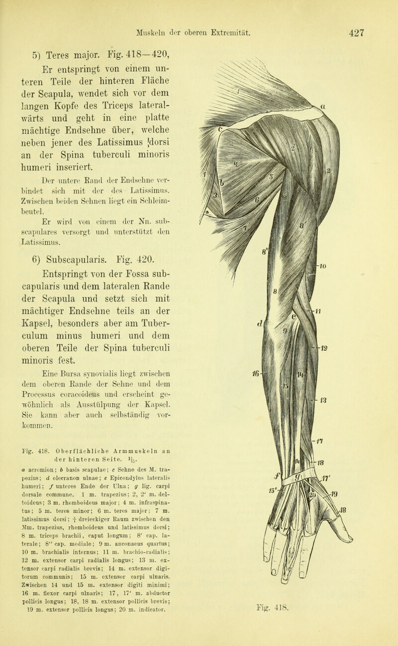 5) Teres major. Fig. 418—420, Er entspringt von einem un- teren Teile der hinteren Fläche der Scapula, wendet sich vor dem langen Kopfe des Triceps lateral- wärts und geht in eine platte mächtige Endsehne über, welche neben jener des Latissimus |dorsi an der Spina tuberculi minoris humeri inseriert. Der untere Eancl der Endsehne ver- bindet sich mit der des • Latissimus. Zwischen beiden Sehnen liegt ein Schleim- beutel. Er wird von einem der Nn. sub- scapulares versorgt und unterstützt den Latissimus. 6) Subscapularis. Fig. 420. Entspringt von der Fossa sub- capularis und dem lateralen Rande der Scapula und setzt sich mit mächtiger Endsehne teils an der Kapsel, besonders aber am Tuber- culum minus humeri und dem oberen Teile der Spina tuberculi minoris fest. Eine Bursa sjmovialis liegt zwischen dem oberen Eande der Sehne und dem Processus coracoideus imd erscheint ge- wöhnlich als Ausstülpung der Kapsel. Sie kann aber auch selbständig vor- kommen. Fig. 418. Oberflächliche Armmuskeln an der hinteren Seite. 1I5. a acromion; 6 basis scapulae; c Sehne des M. tra- pezius; d olecranon nlnae; e Epicondylus lateralis humeri; / unteres Ende der Ulna; g lig. carpi dorsale commune. 1 m. trapezius; 2, 2' m. del- toideus; 3 m. rhomboideus major; 4 m. infraspina- tus; 5 m. teres minor; 6 m. teres major; 7 m. latissimus dorsi; f dreieckiger Raum zwischen den Mm. trapezius, rhomboideus und latissimus dorsi; 8 m. triceps brachii, Caput longum; 8' cap. la- terale; 8 cap. mediale; 9m. anconaeus quartus; 10 m. brachiaUs internus; 11 m. brachio-radialis; 12 m. extensor carpi radialis longus; 13 m. ex- tensor carpi radialis brevis; 14 m. extensor digi- torum communis; 15 m. extensor carpi ulnaris. Zwischen 14 und 15 m. extensor digiti minimi; 16 m. flexor carpi ulnaris; 17, 17' m. abductor pollicis longus; 18, 18 m. extensor pollicis brevis; 19 m. extensor pollicis longus; 20 m. indicator. Rg. 418.