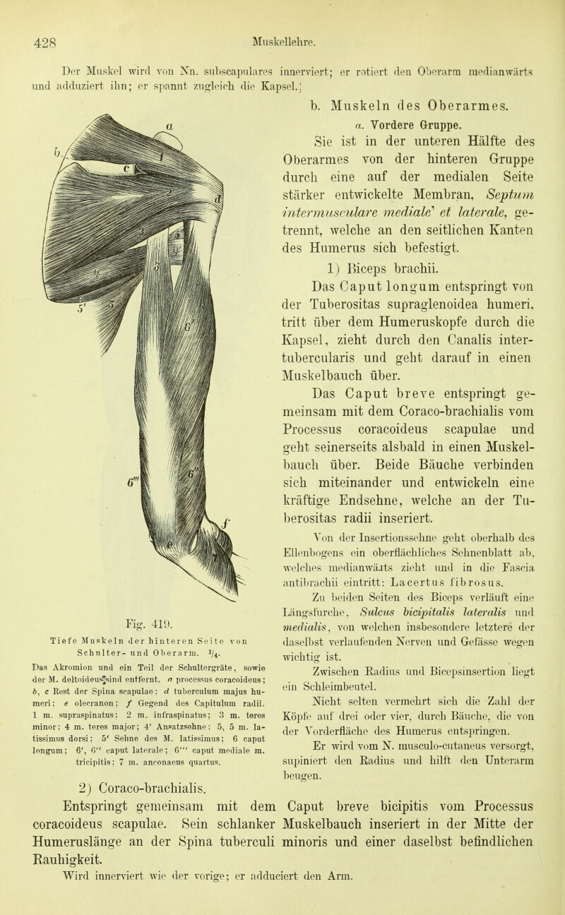 Der Muskel wird von Nn. subscapulares innerviert; er rotiert den Oberarm medianwärts und adduziert ihn; er spannt zngleicli die Kapsel.] b. Muskeln des Oberarmes. a. Vordere Grruppe. Sie ist in der unteren Hälfte des Oberarmes von der hinteren Gruppe durch eine auf der medialen Seite stärker entwickelte Membran, Septum intermusculare mediale^ et laterale, ge- trennt, welche an den seitlichen Kanten des Humerus sich befestigt. 1) Biceps brachii. Das Caput longum entspringt von der Taberositas supraglenoidea humeri, tritt über dem Humeruskopfe durch die Kapsel, zieht durch den Canalis inter- tubercularis und geht darauf in einen Muskelbauch über. Das Caput breve entspringt ge- meinsam mit dem Coraco-brachialis vom Processus coracoideus scapulae und geht seinerseits alsbald in einen Muskel- bauch über. Beide Bäuche verbinden sich miteinander und entwickeln eine kräftige Endsehne, welche an der Tu- berositas radii inseriert. Von der Insertionssehne geht oberhalb des Ellenbogens ein oberflächliches Sehnenblatt ab. welches medianwä.its zieht und in die Fascia antibrachii eintritt: Lacertus fibrösus. Zu beiden Seiten des Biceps verläuft eine Längsfurche, Sülms bicipitalis lateralis und medialis, von welchen insbesondere letztere der daselbst verlaufenden Nerven und Gefässe wegen wichtig ist. Zwischen Kadius und Bicepsinsertion liegt ein Schleimbeutel. Nicht selten vermehrt sich die Zahl der Köpfe auf drei oder vier, durch Bäuche, die von der Vorderfläche des Humerus entspringen. Er wird vom N. musculo-cutaneus versorgt, supiniert den Radius und hilft den Unterarm beugen. 2) Coraco-brachialis. Entspringt gemeinsam mit dem Caput breve bicipitis vom Processus coracoideus scapulae. Sein schlanker Muskelbauch inseriert in der Mitte der Humeruslänge an der Spina tuberculi minoris und einer daselbst befindlichen Rauhigkeit. Wird innerviert wie der vorige; er adduciert den Arm. Fig. 419. Tiefe Muskeln der hinteren Seite von Sehnlter- und Oberarm. Das Akromion und ein Teil der Sehultergräte, sowie der M. deltoideus!|sind entfernt, n Processus coracoideus; b, c Rest der Spina scapulae: d tuberculum majus hu- meri: e olecranon; / Gegend des Capitulum radii. 1 m. supraspinatus; 2 m. infraspinatus; 3 m. teres minor; 4 m. teres major; 4' Ansatzsehne: 5, 5 m. la- tissimus dorsi; 5' Sehne des M. latissimus; 6 caput longum; 6', 6 caput laterale; 6' caput mediale m. tricipitis; 7 m. anconaeus quartus.